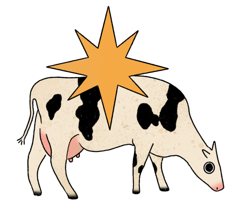 A cartoon cow with black and white spots and pink udders, standing beneath an orange starburst on a black background.