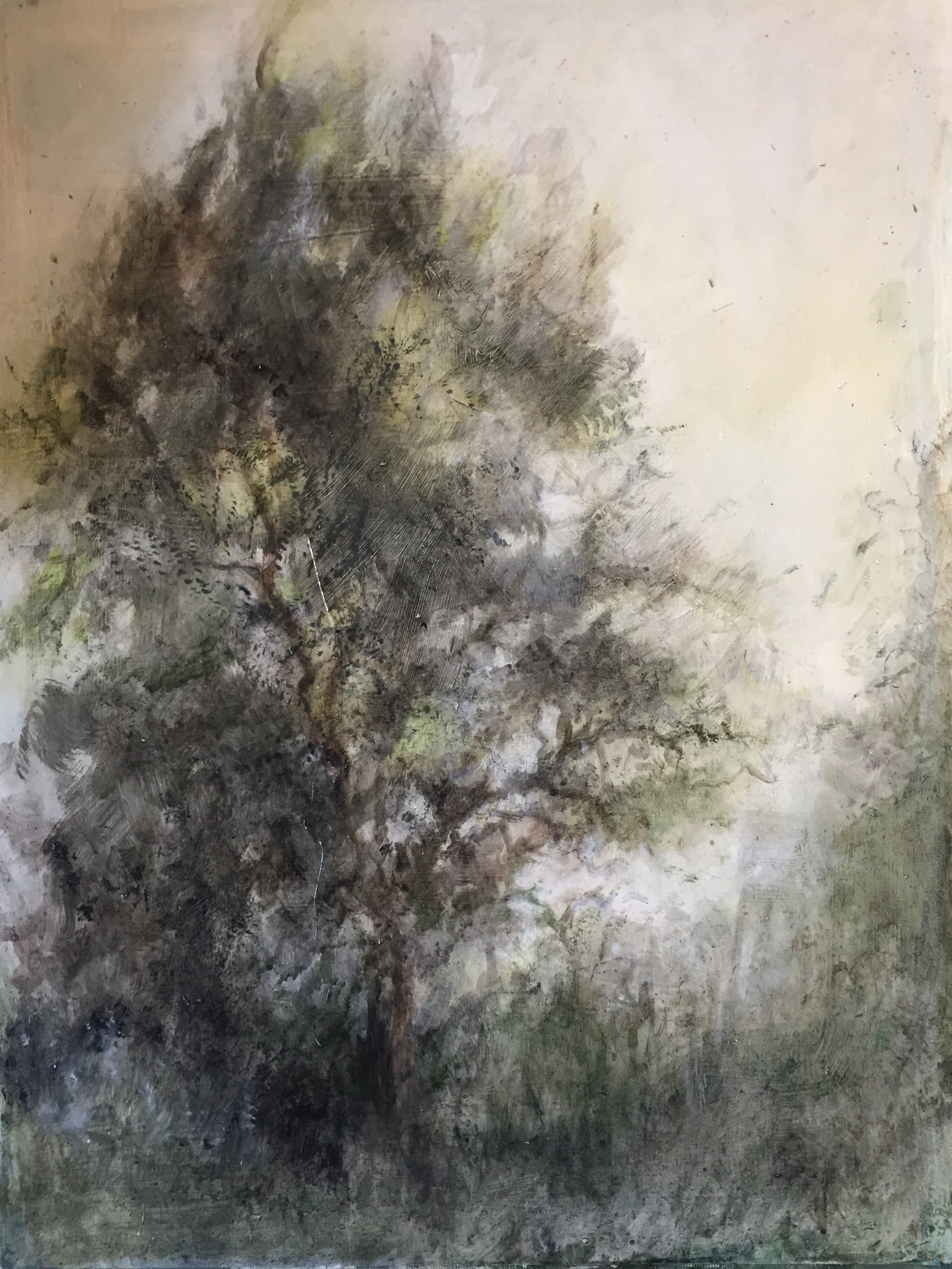 Ash Tree in the evening.JPG