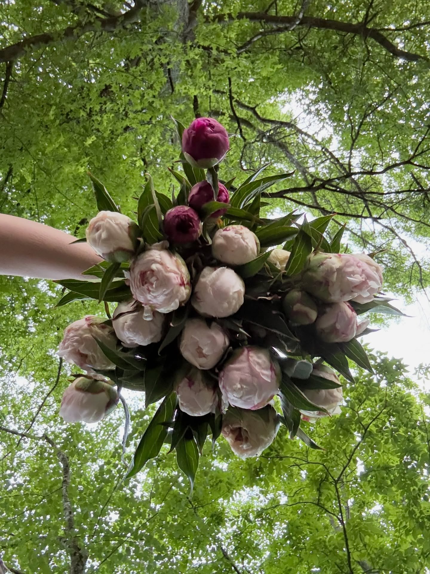 If you haven&rsquo;t had an opportunity to grab peonies in our stand yet this season- keep your eyes peeled for extras at the stand this weekend and next week availability. Our season here is short, but oh so sweet! 
#peony #southernliving #flowersta