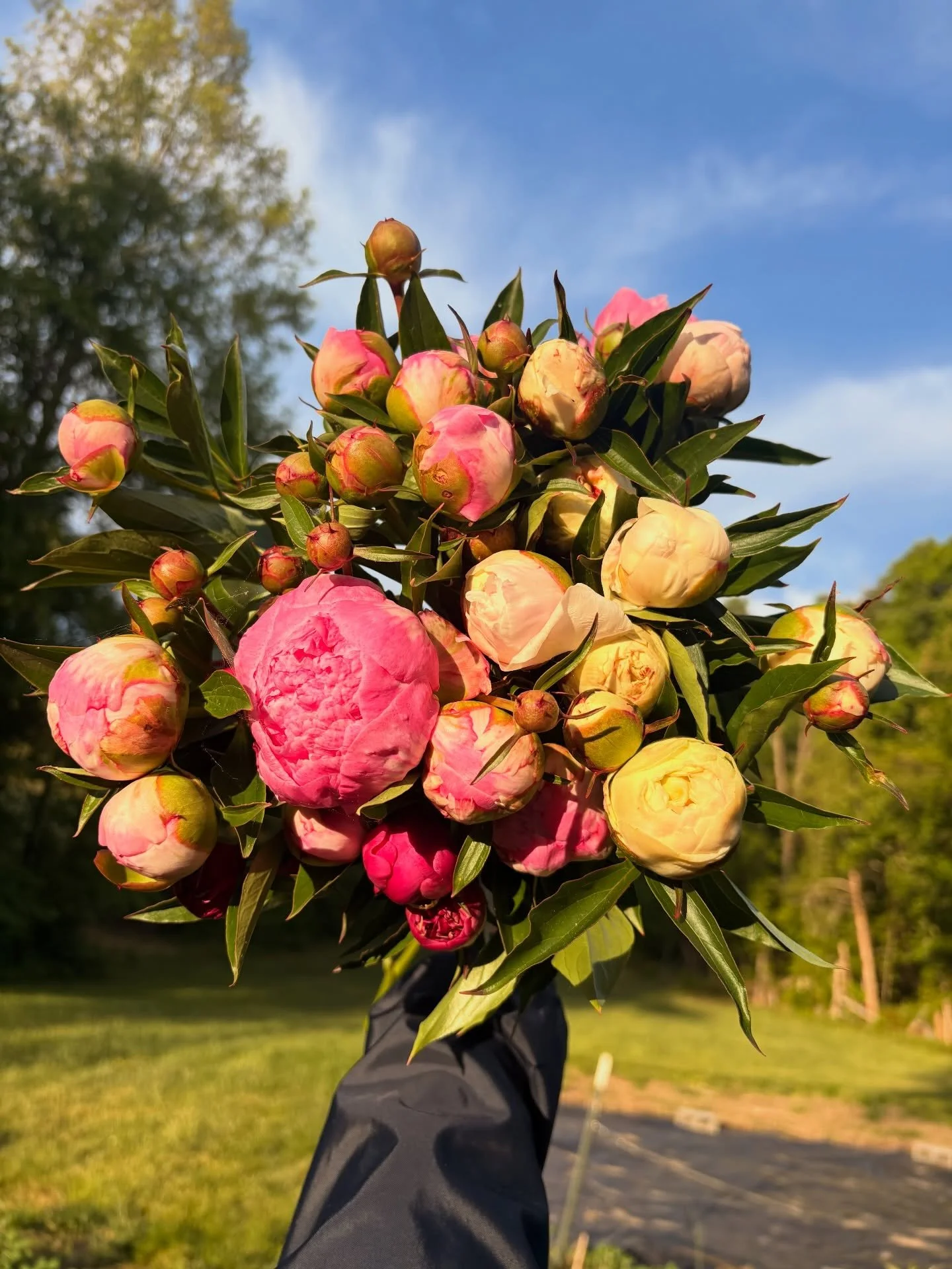 That early sunshine glow 😌
This page is committed to never filtering your flowers! Harvesting these blushing beauties morning and night to fill our Mother&rsquo;s Day orders. If you missed our pre-sale, make sure you watch closely for daily availabi
