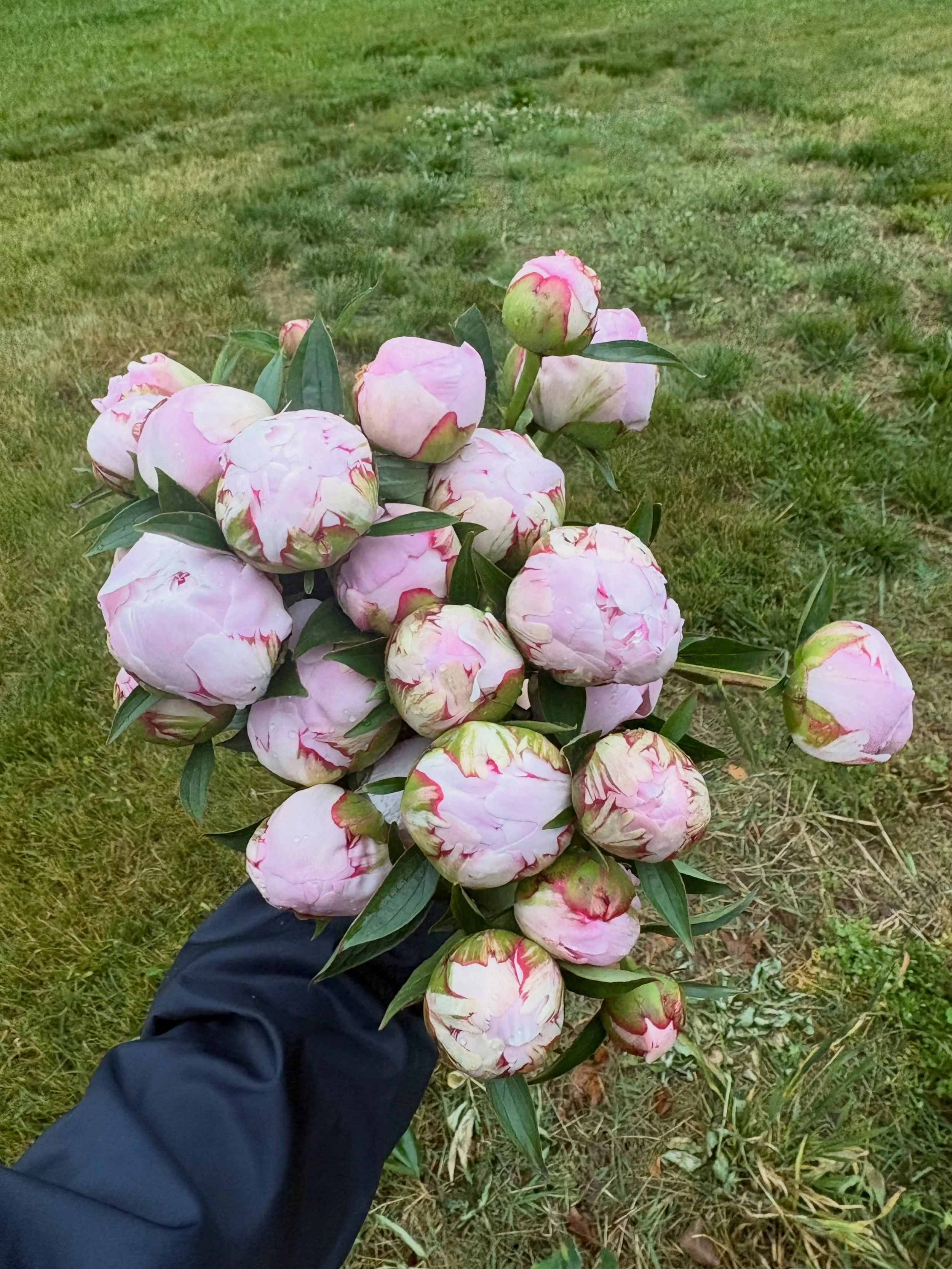 Holding on to the last moments of peony season 2026🥹 while peonies are our main crop, stick around this season to learn about gardening with cut flowers and snag some limited offerings of mixed bouquets!
#greenthumb #gardeningtips #flowerfarm #local