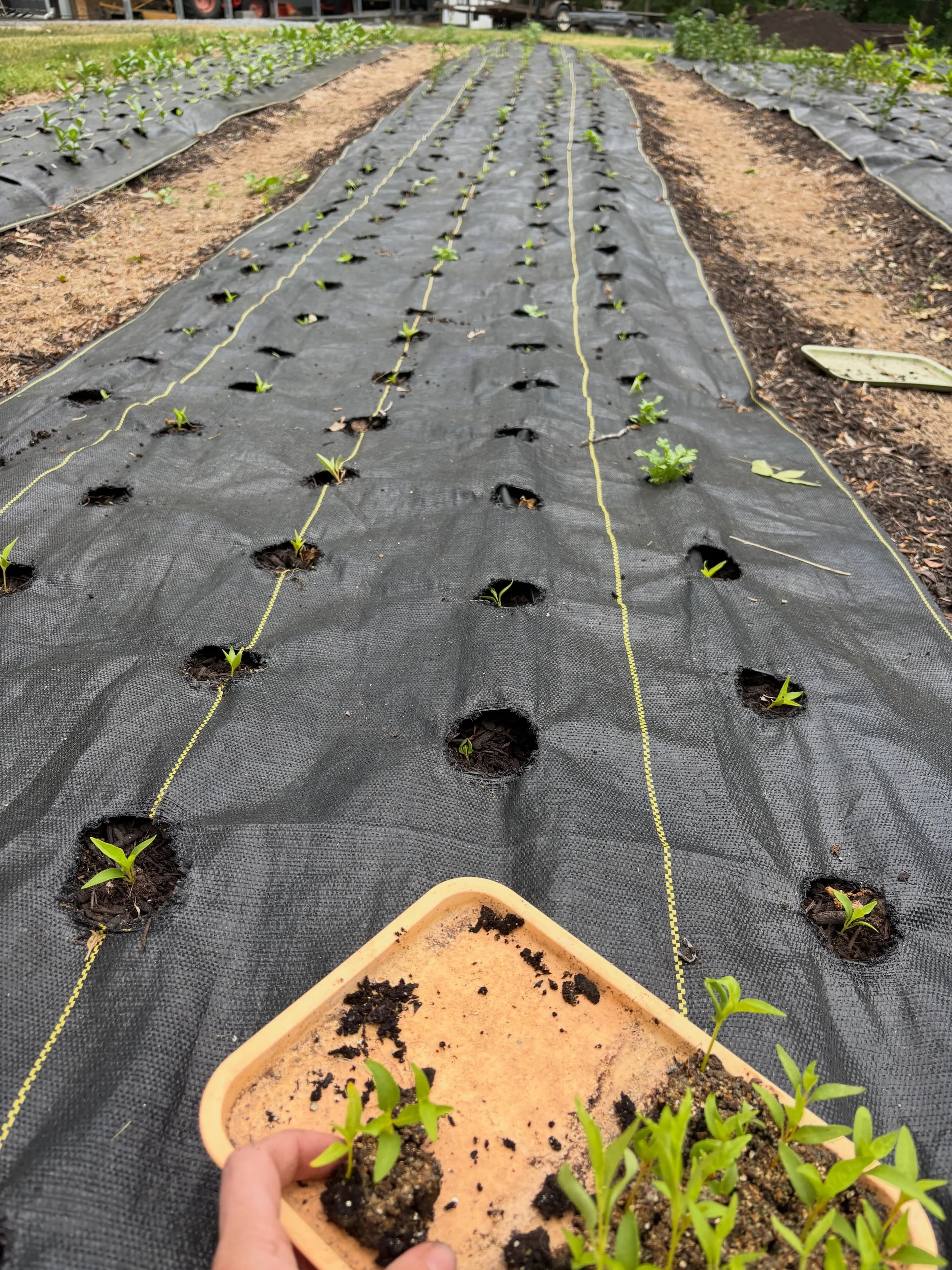 Peony season always feels a little like a sprint.
And then suddenly, the field gets quiet again.

No armfuls headed to the stand every morning.
No counting stems before sunrise.
Just little seedlings going into the ground one by one, while we start b