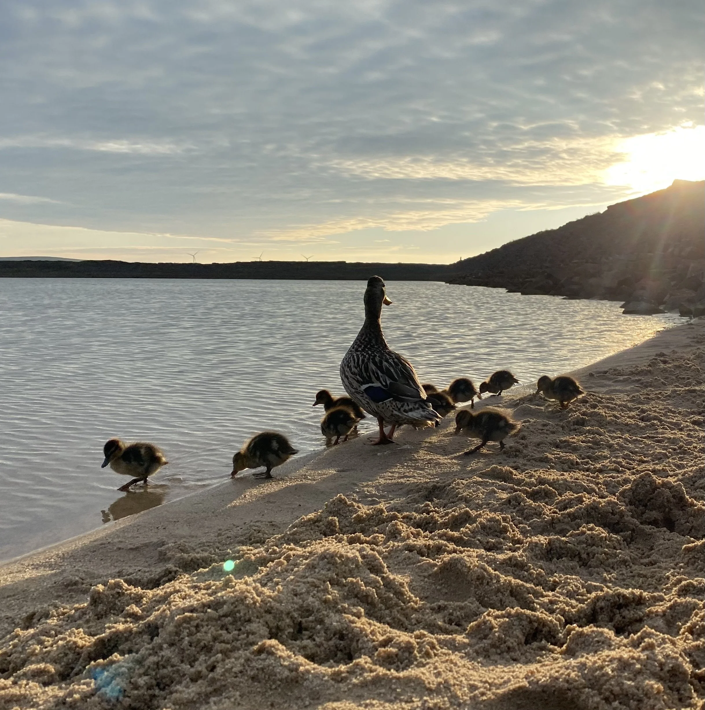 A mother duck with ducklings by a lake at sunset, with muddy sandy shore and a hilly background.