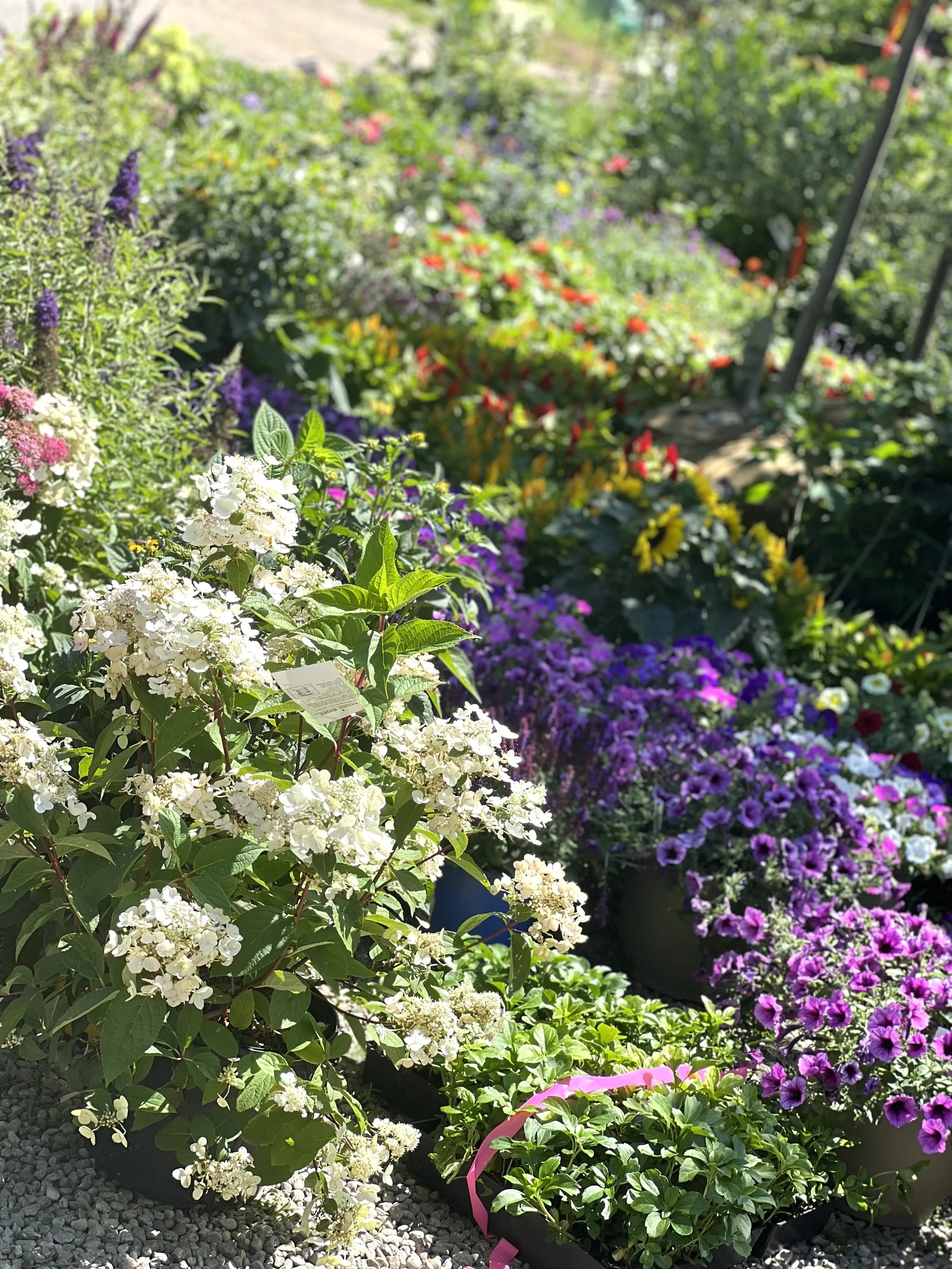 Colorful flower garden with various blooming flowers, including white, purple, yellow, red, and pink, in containers and the ground.