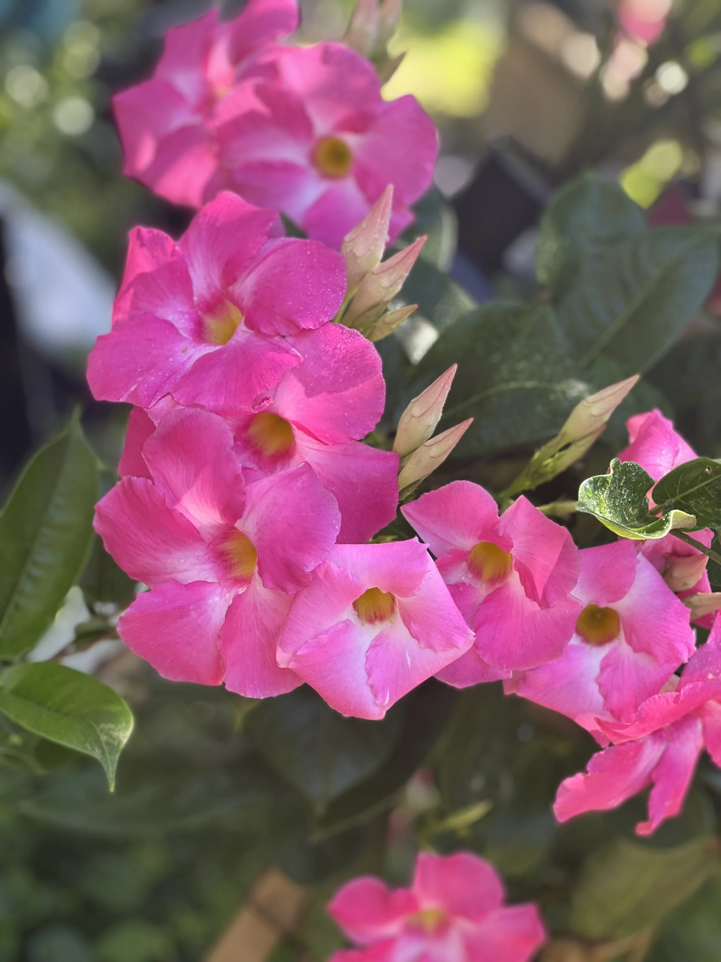 Close-up of pink summer flowers with yellow centers and green leaves.