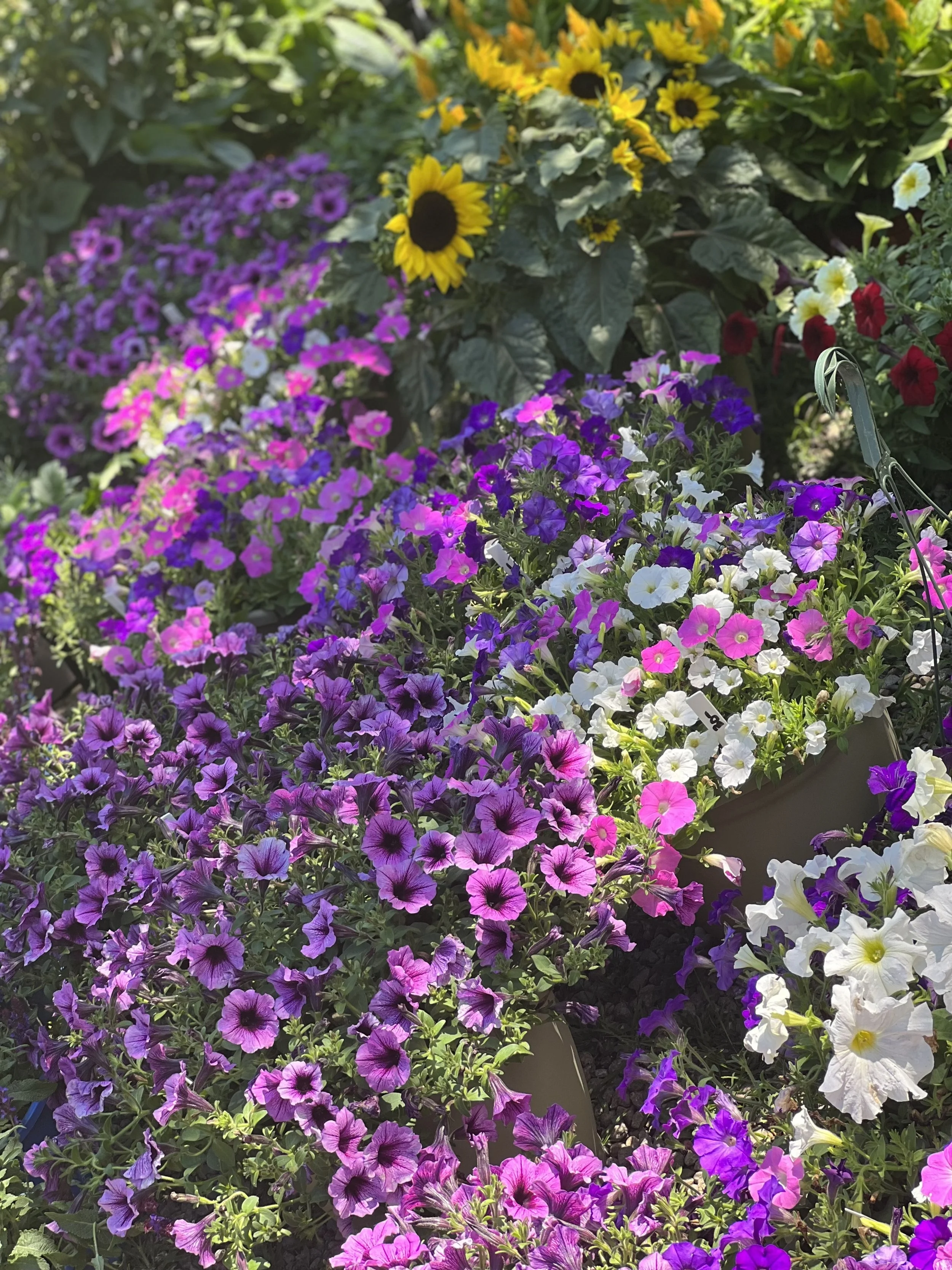 Colorful garden with purple, pink, white, and yellow flowers including sunflowers and petunias.