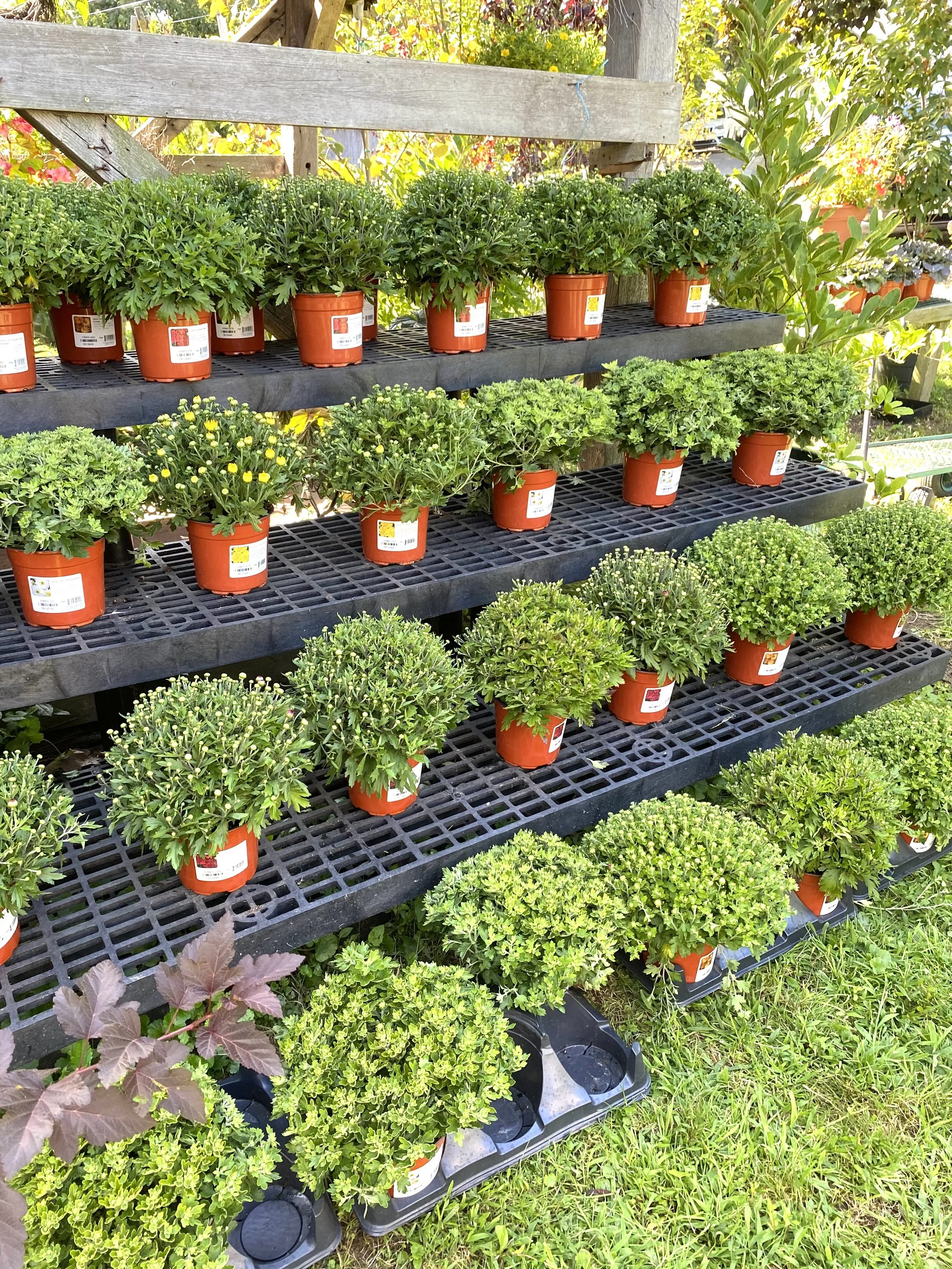 Outdoor display of potted green plants on black plastic shelves, arranged in three rows with a total of 24 plants, set in a garden or nursery with grass and foliage in the background.
