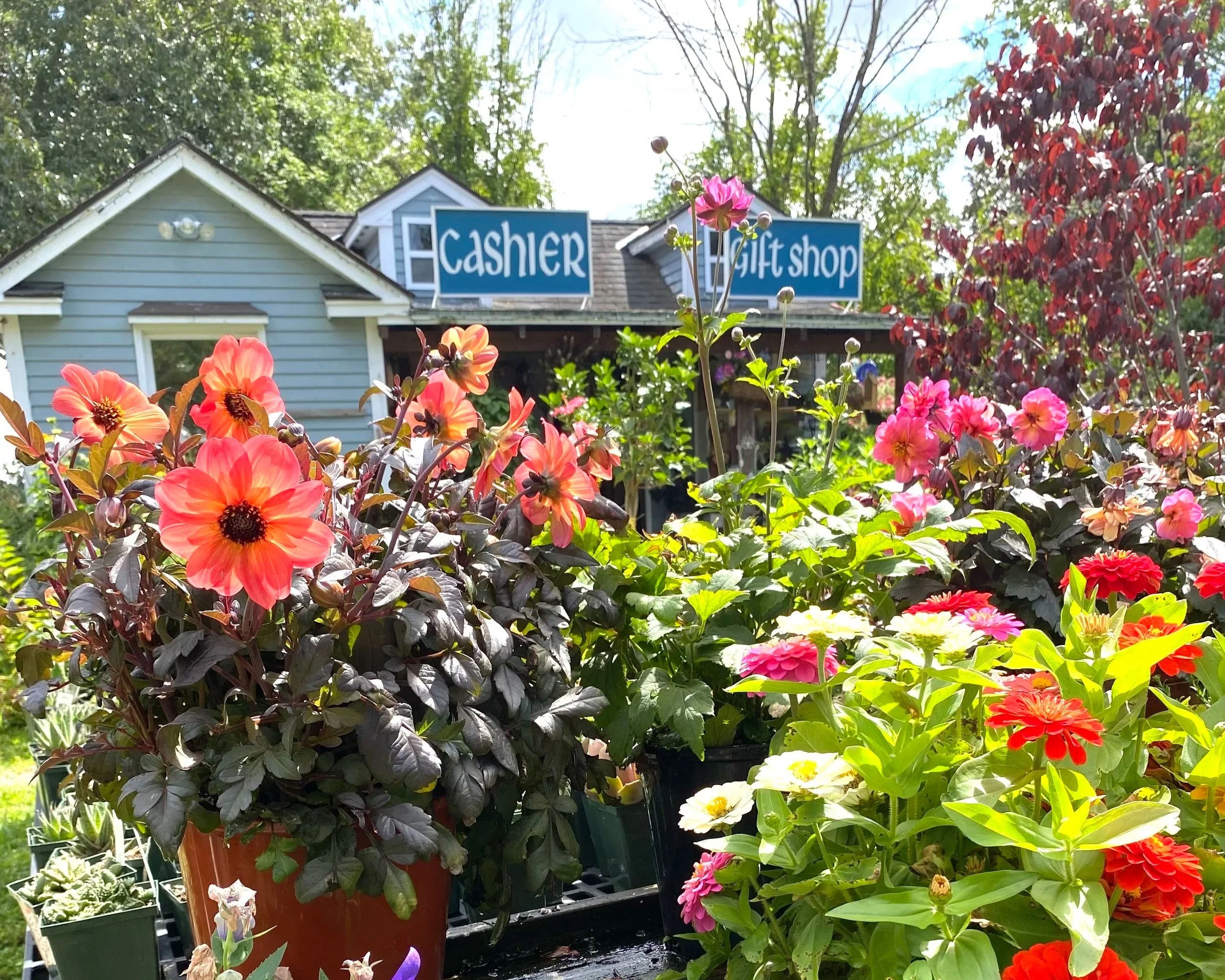 Colorful flowers in pots at a garden shop with a blue house and signs that read 'Cashier' and 'Gift Shop' in the background.