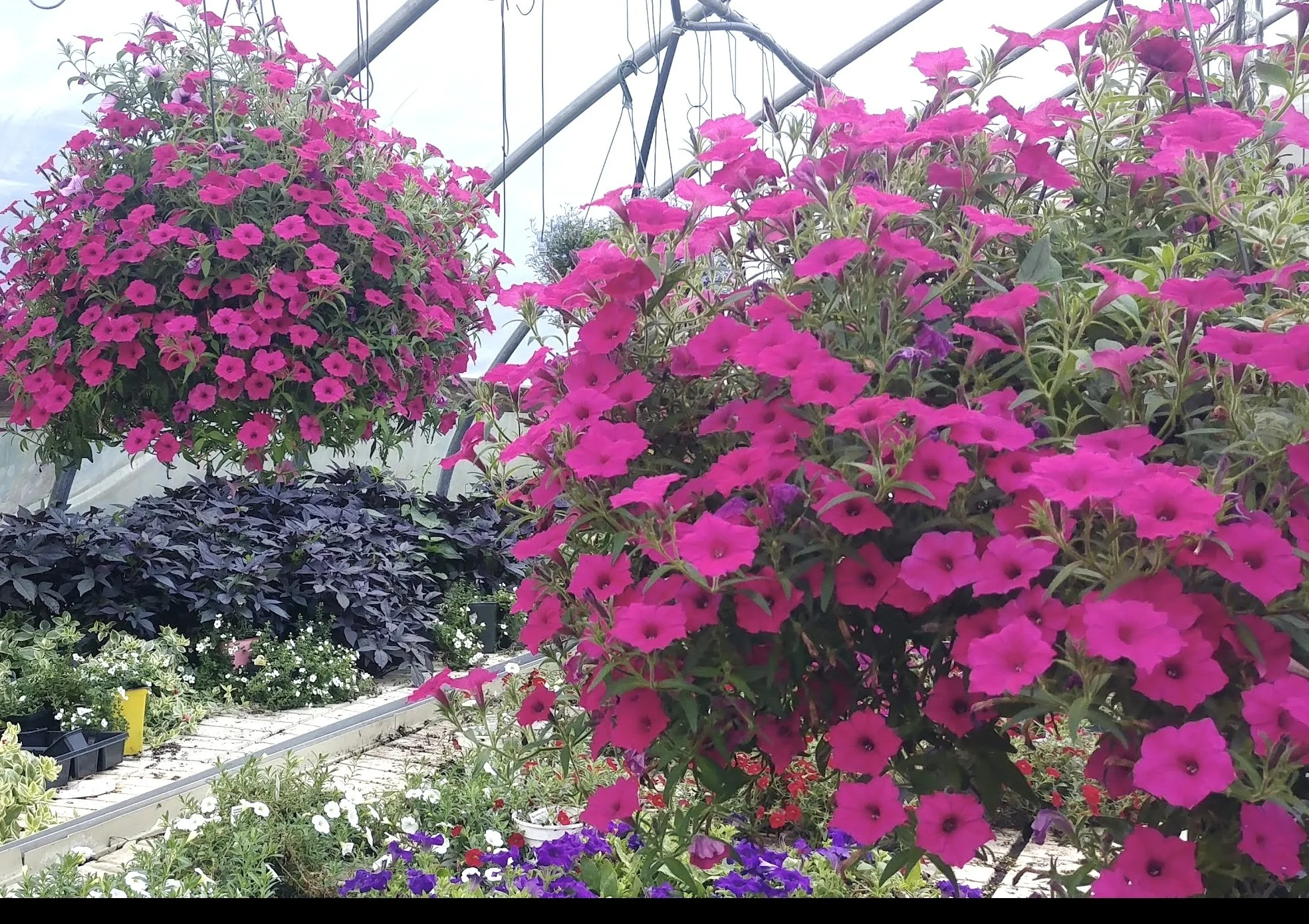 Colorful hanging and potted flowers, including pink, purple, and white blossoms, inside a greenhouse.