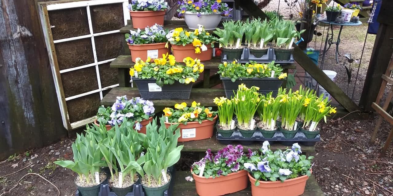 Outside garden center display with potted spring flowers such as pansies, tulips, and daffodils arranged on wooden steps and tables.