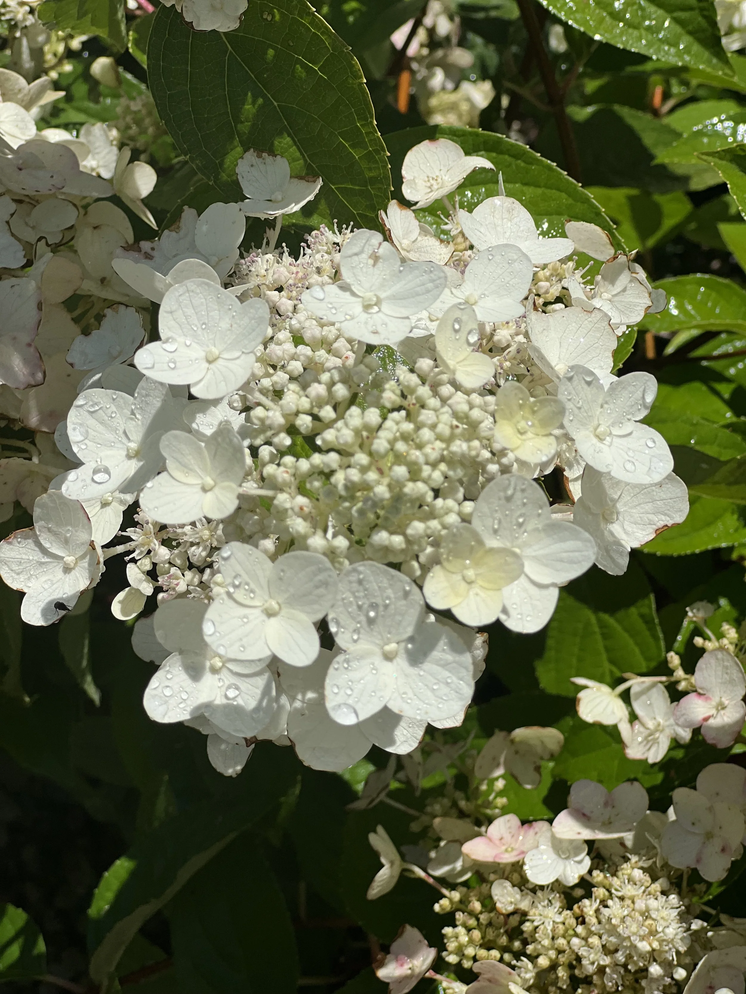Close-up of white hydrangea flowers with water droplets, green leaves in the background.