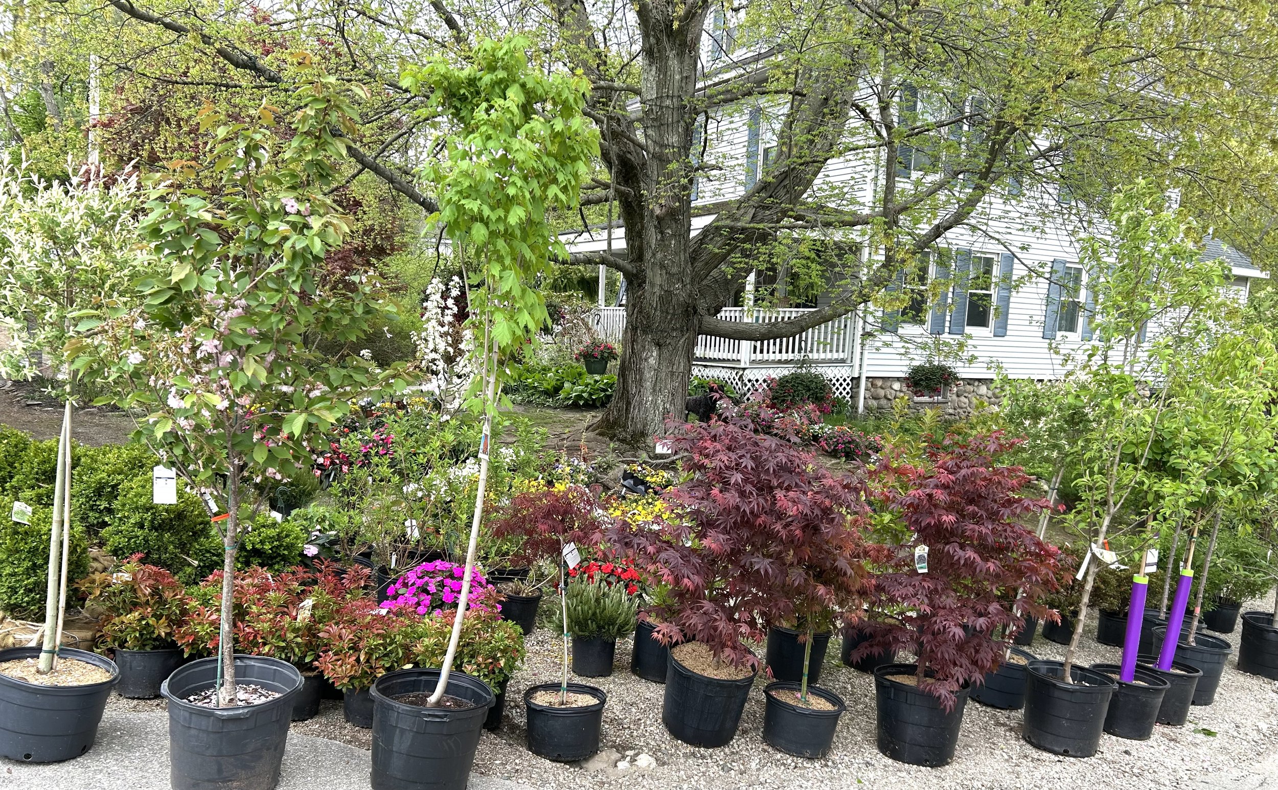 Various potted plants and trees on display in a garden center with a white house and porch in the background.
