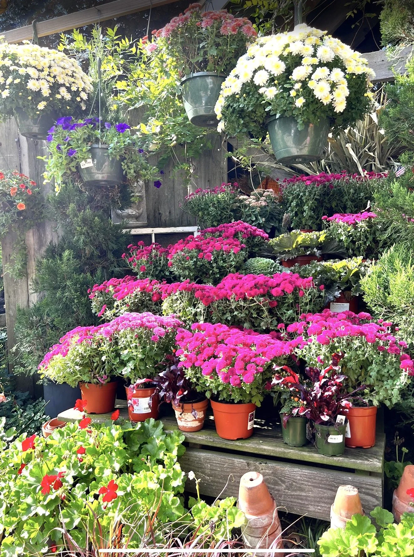Colorful display of potted flowers including pink, white, purple, and red blooms, arranged on wooden shelves and hanging planters in a garden.