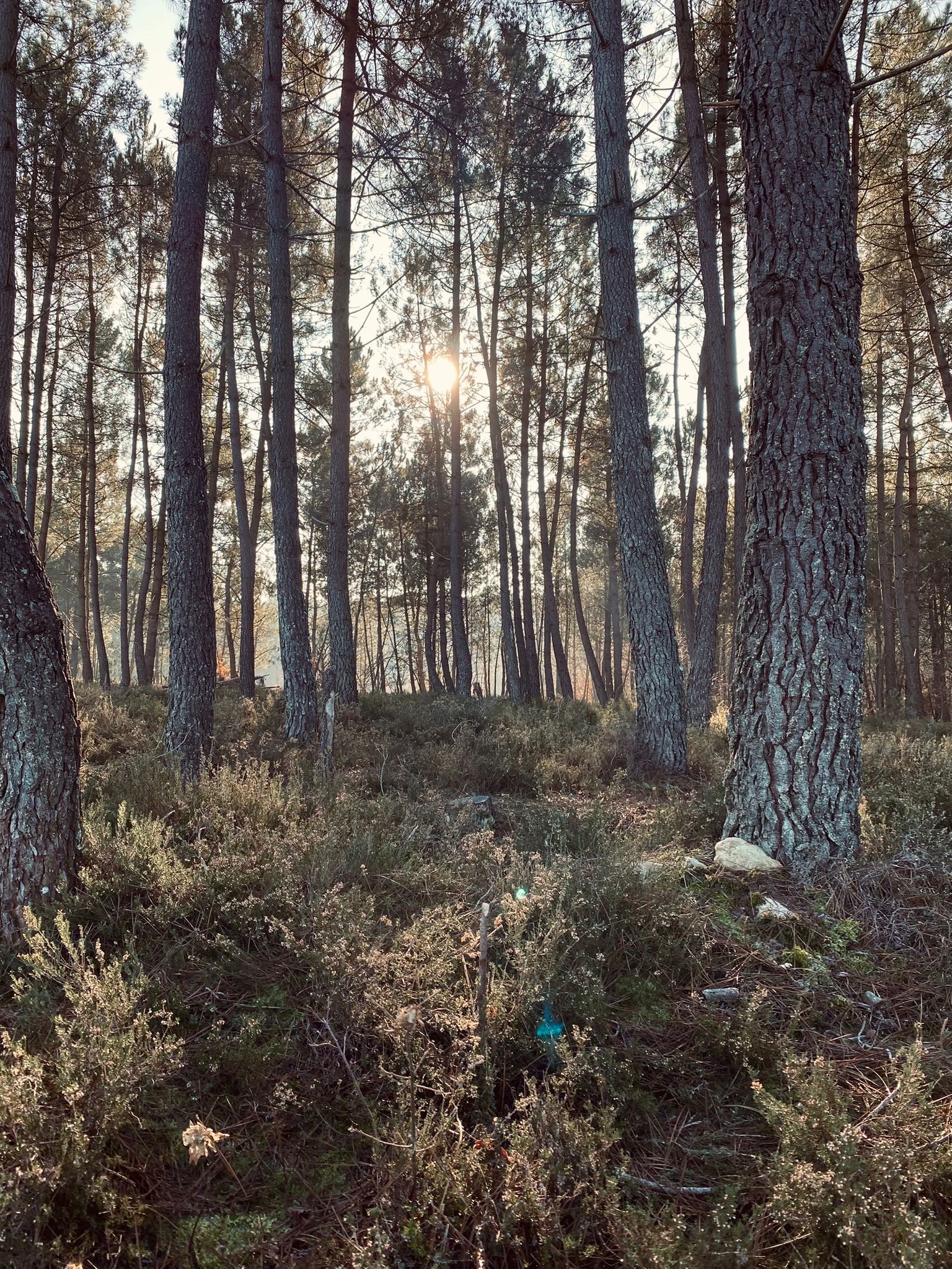 Une forêt avec des arbres et le soleil qui perce entre les troncs, sol recouvert de buissons et de végétation