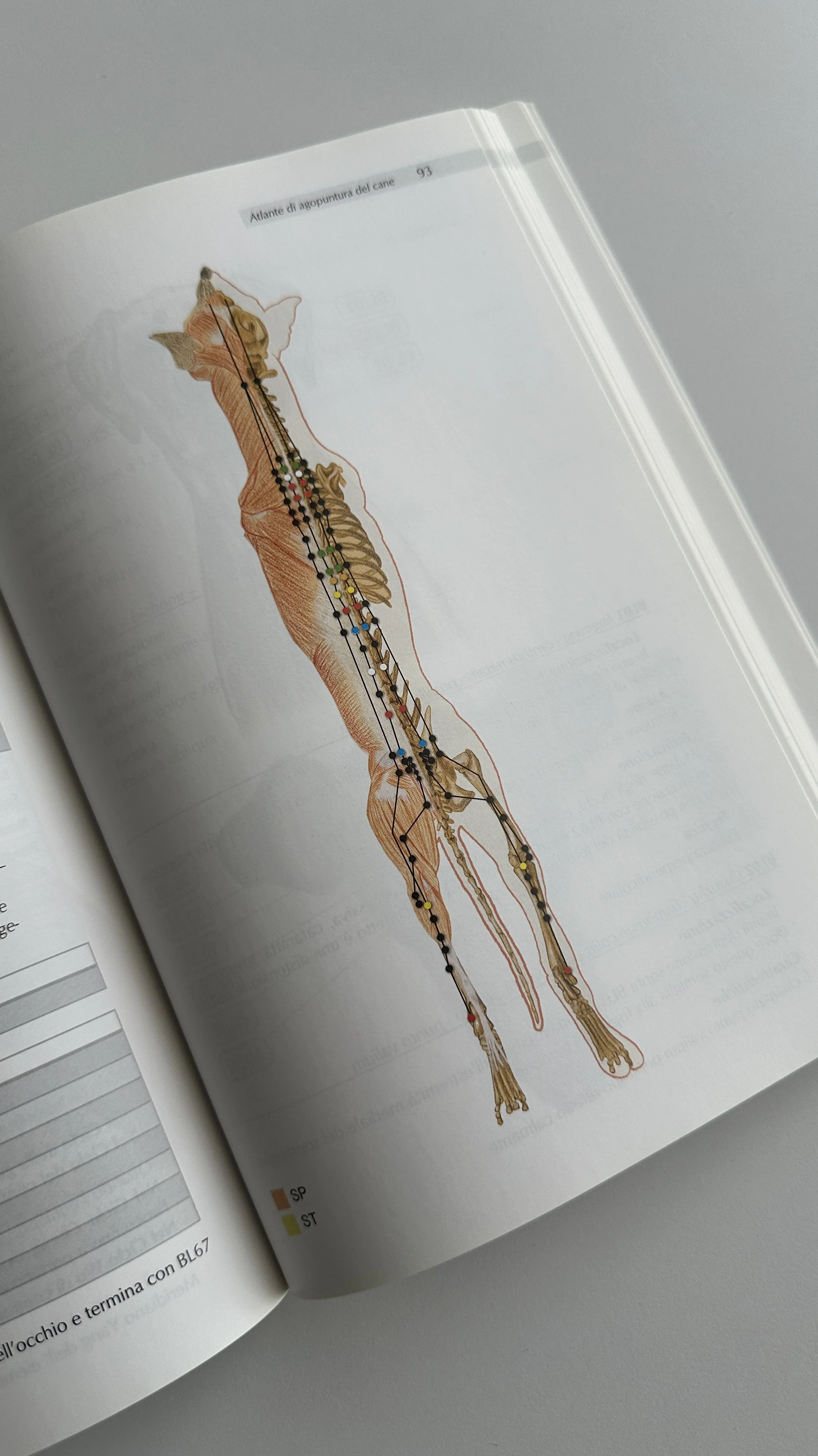 Consulenza Naturopatica per Animali