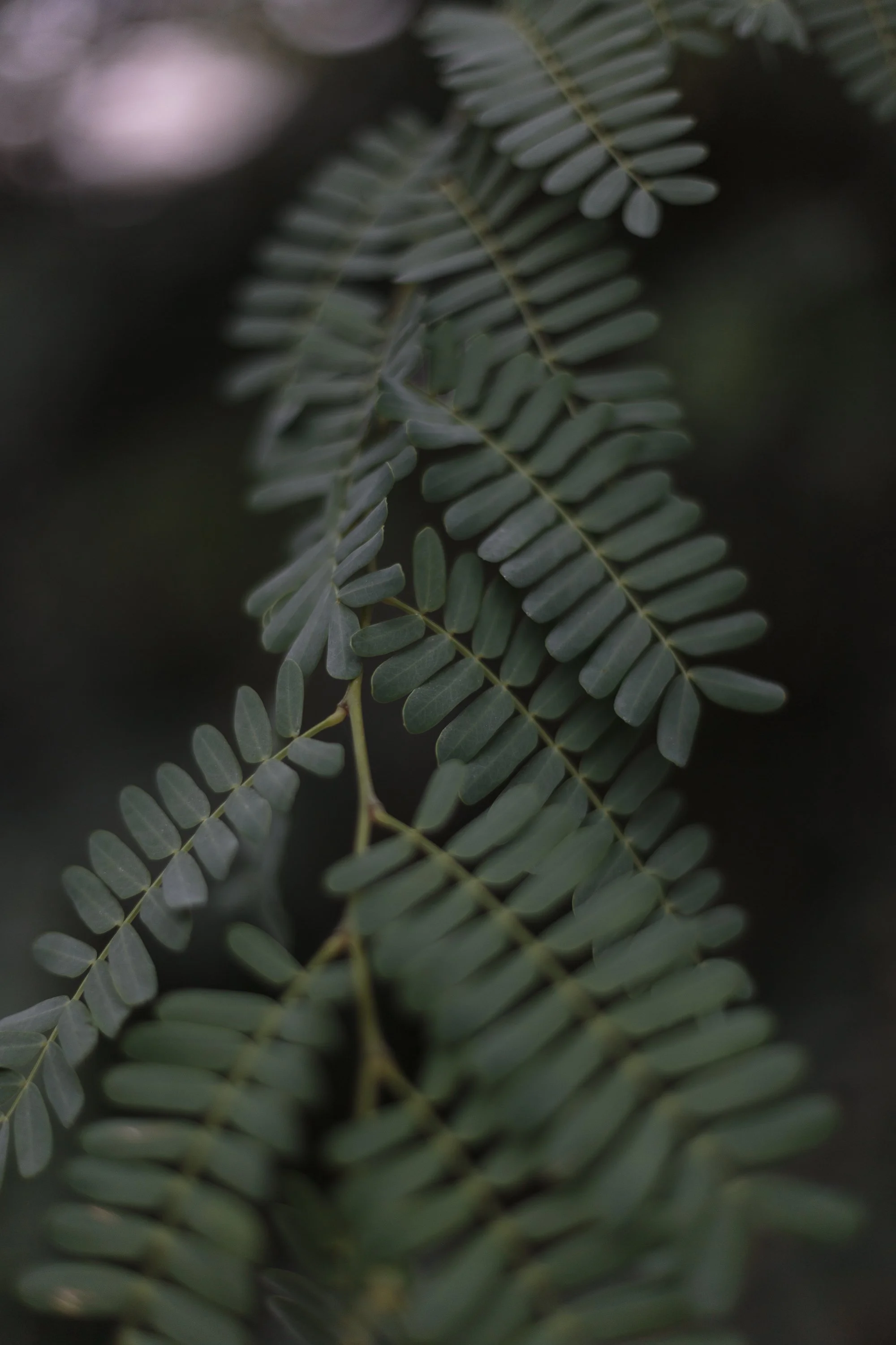 Close-up of dark green fern leaves with a blurred background.
