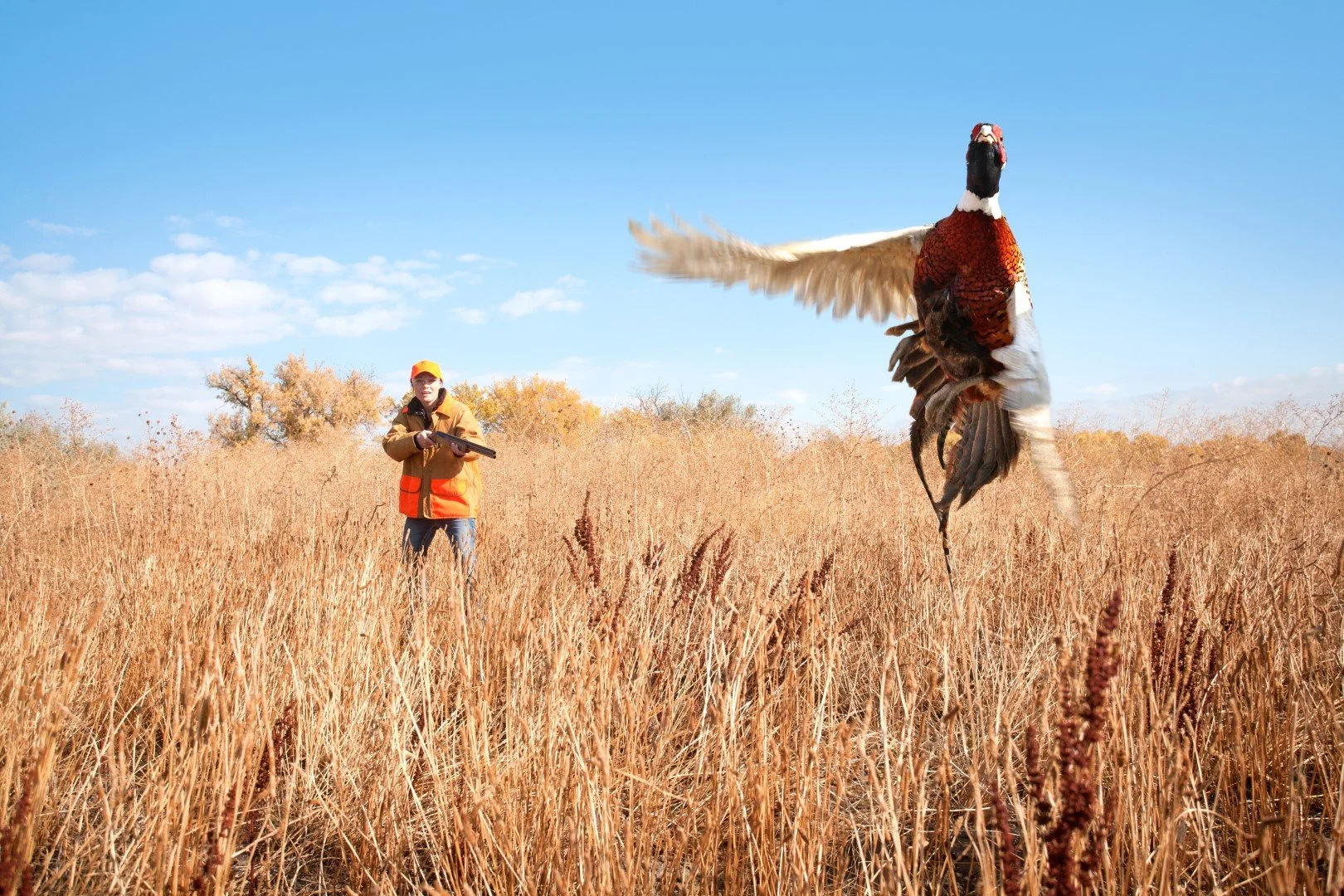 A person in hunting gear holding a shotgun stands in a field of tall dry grass, aiming at a flying pheasant against a blue sky with scattered clouds.