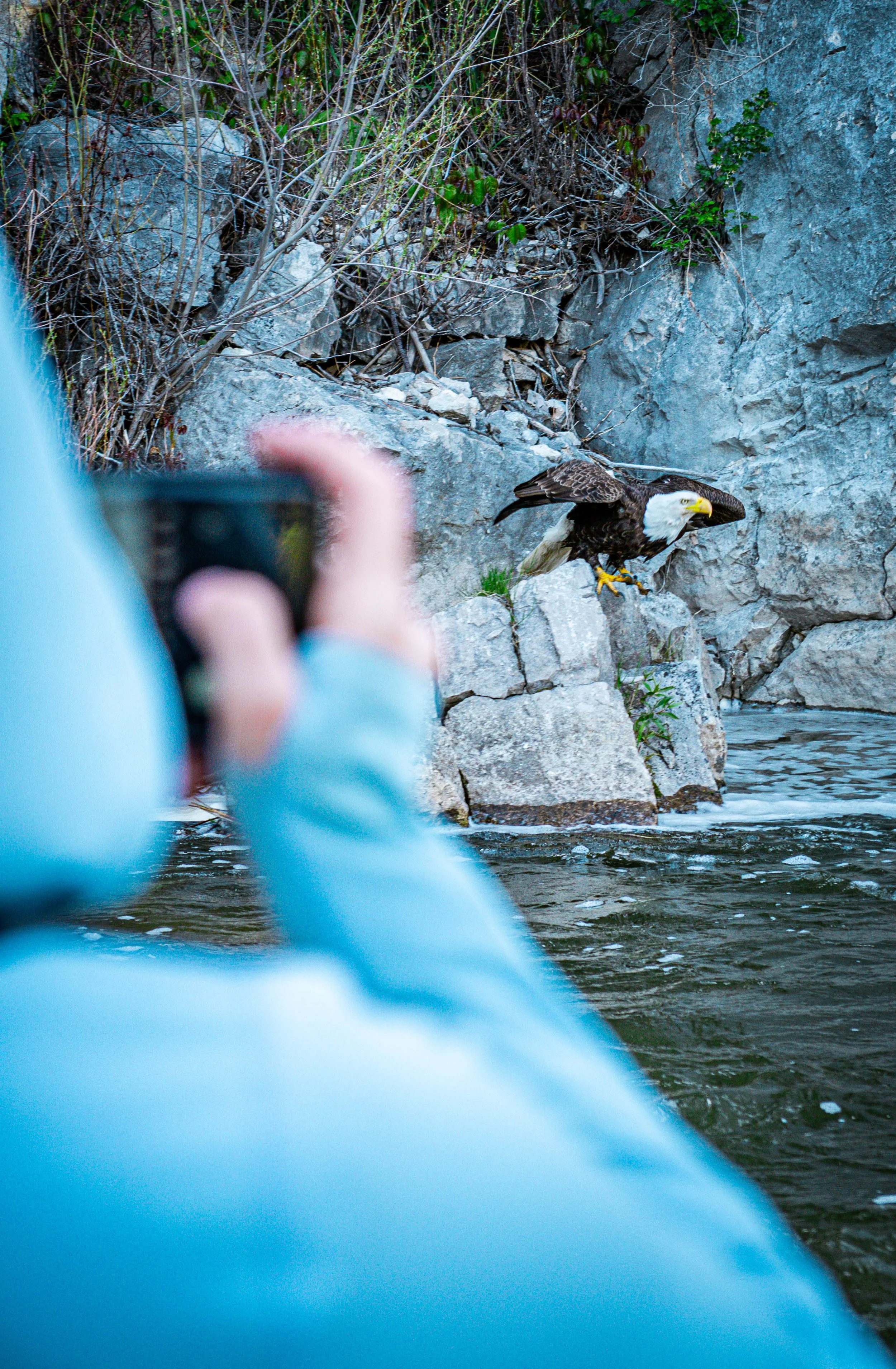 A person in a blue jacket taking a photo of a Bald Eagle perched on rocks near a river.