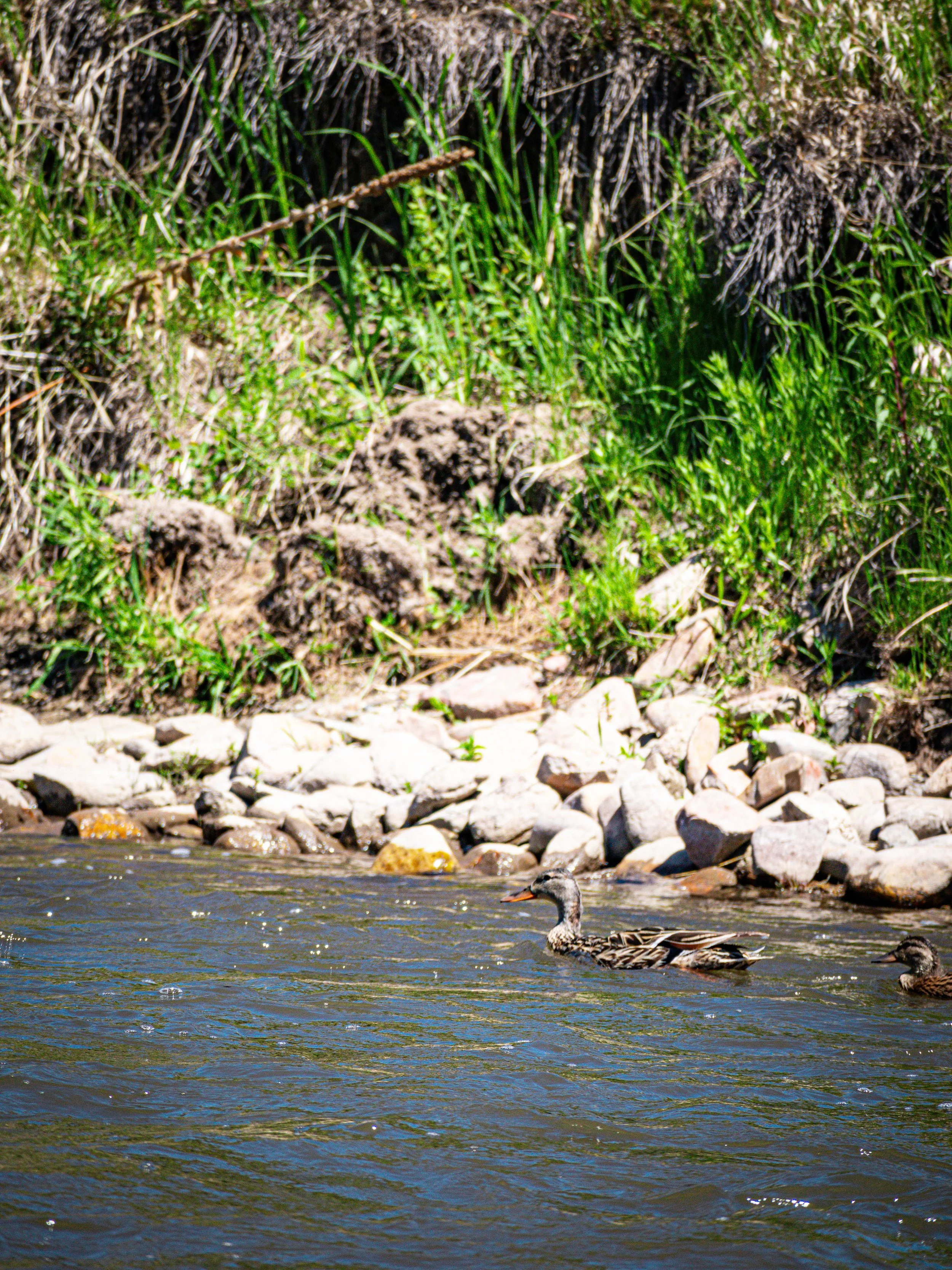A duck swimming in a river with a rocky and grassy bank in the background.