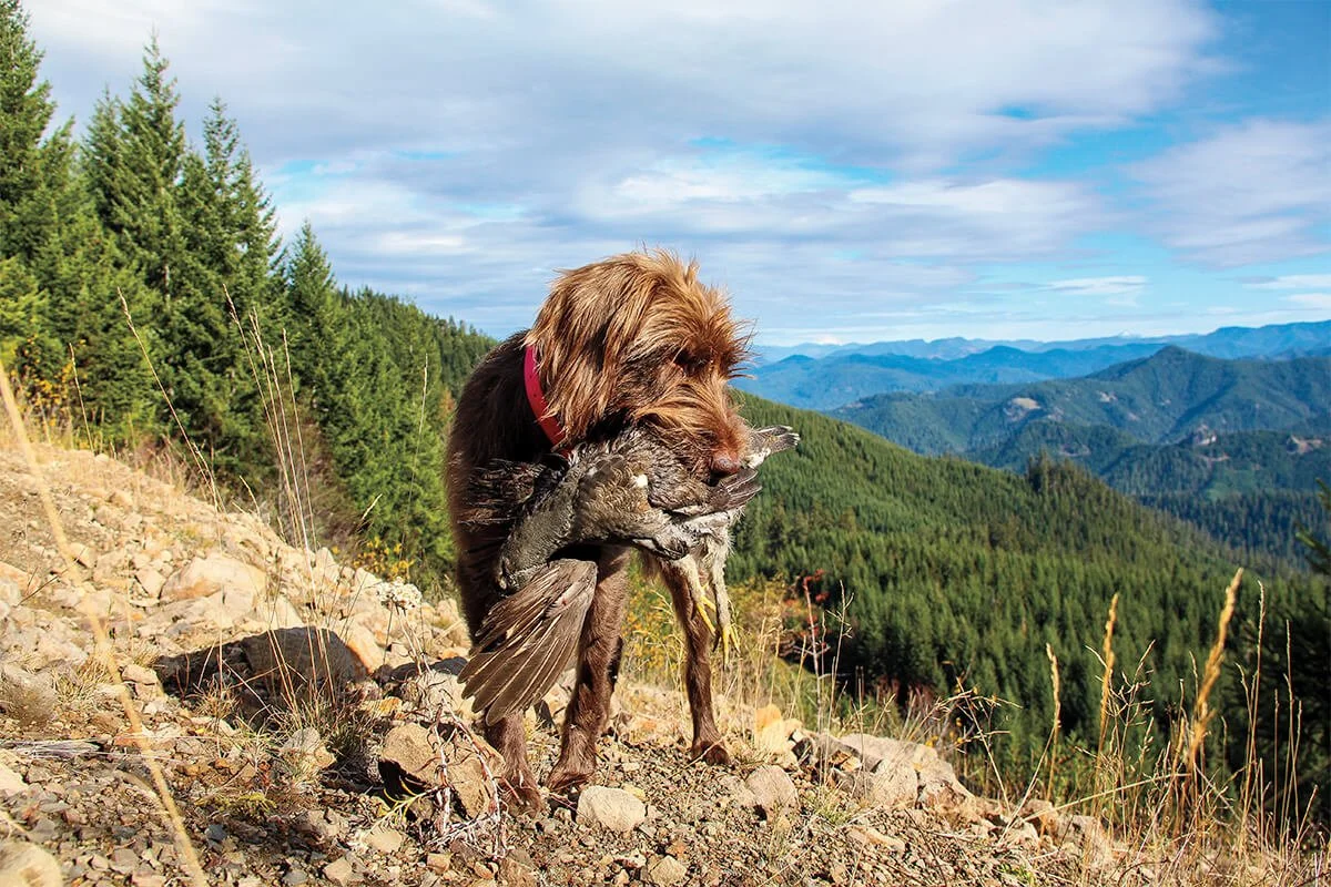 Dog holding a bird in its mouth on a mountain trail with a forest and mountains in the background.