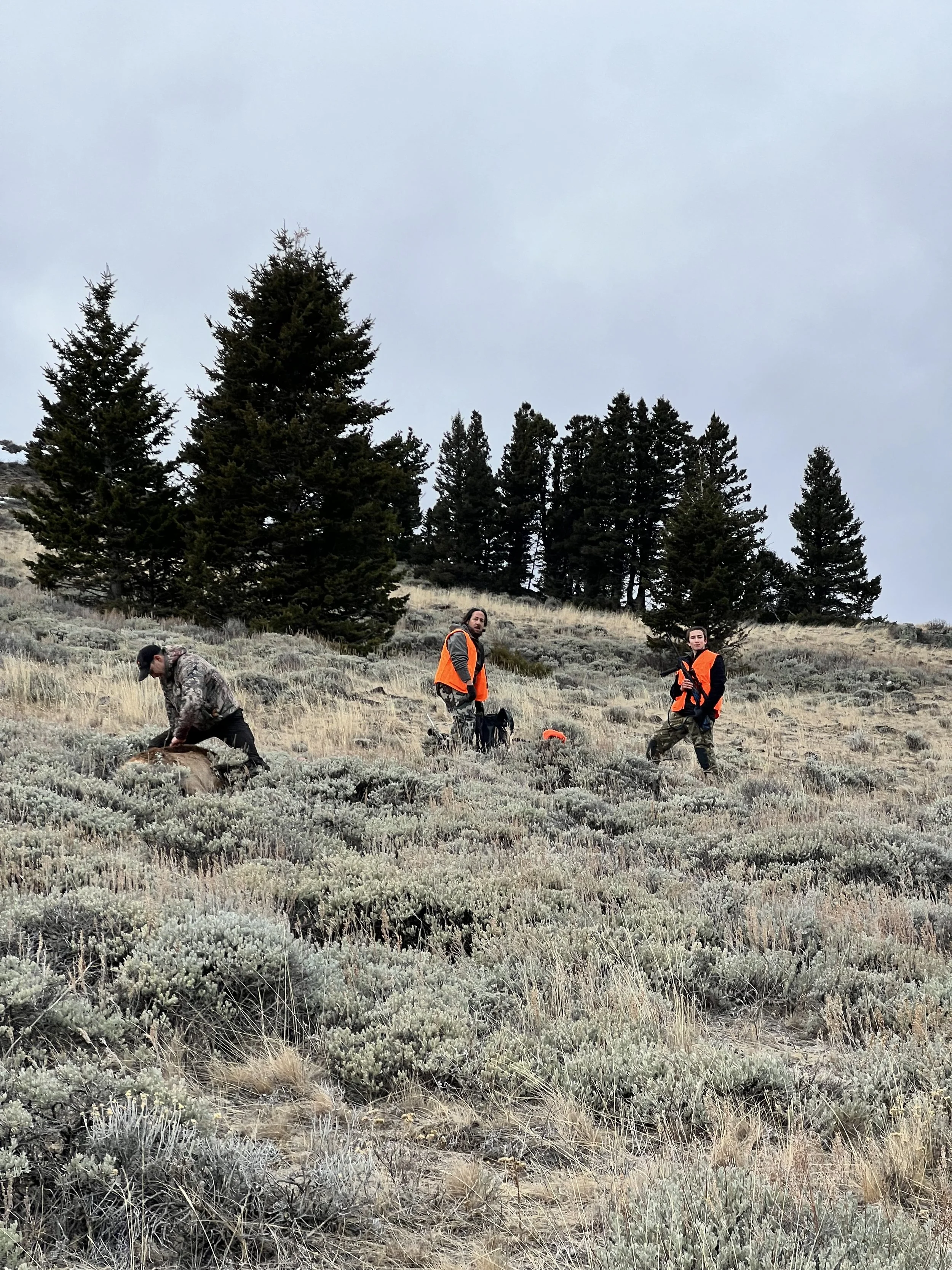 Three people in orange safety vests standing and crouching on a grassy hillside with bushes and tall pine trees in the background on an overcast day.