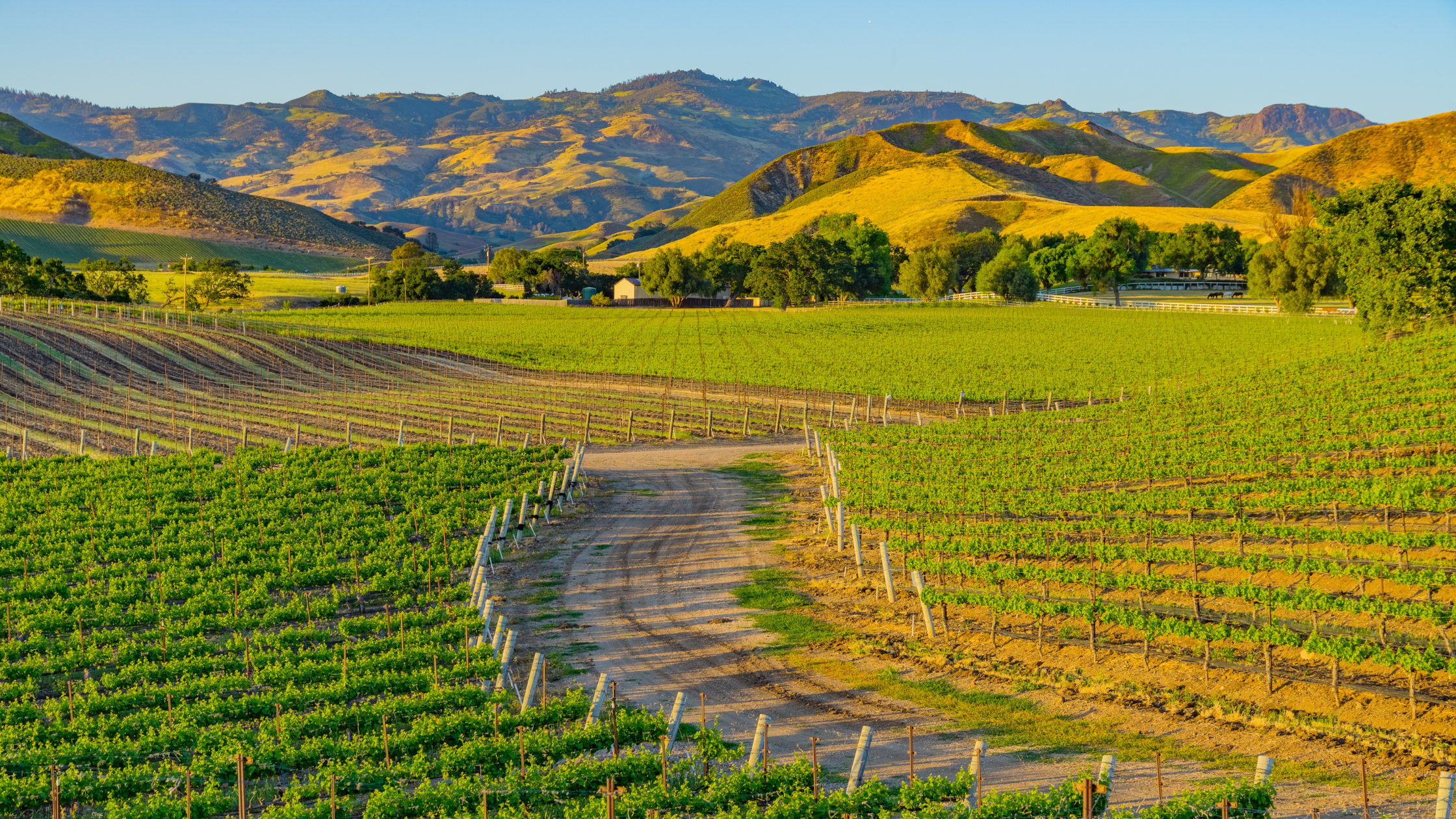 Lush vineyard with rows of grapevines stretching across rolling hills under a clear blue sky, with mountains in the background and scattered trees.