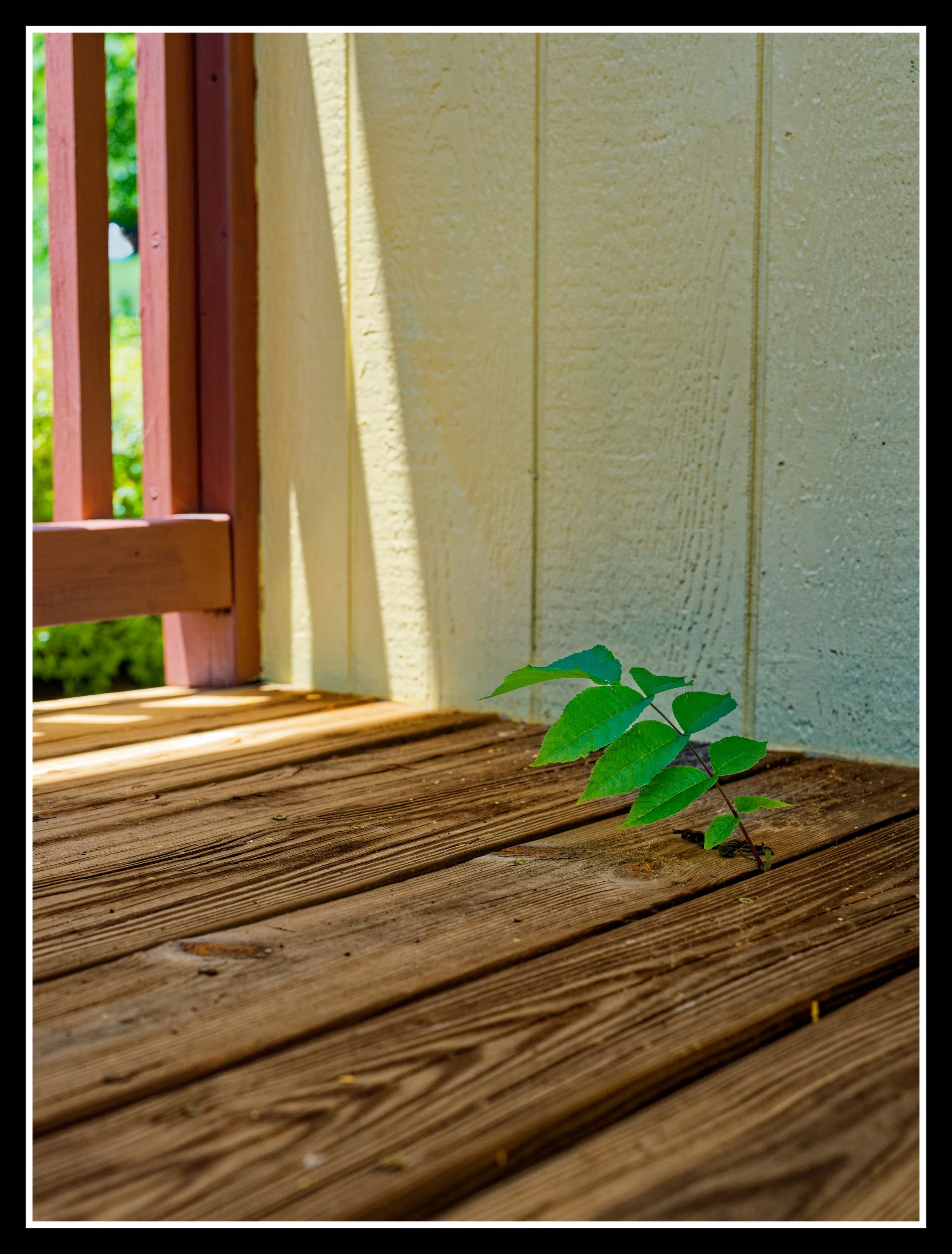 DSC_1374_DxO.jpg