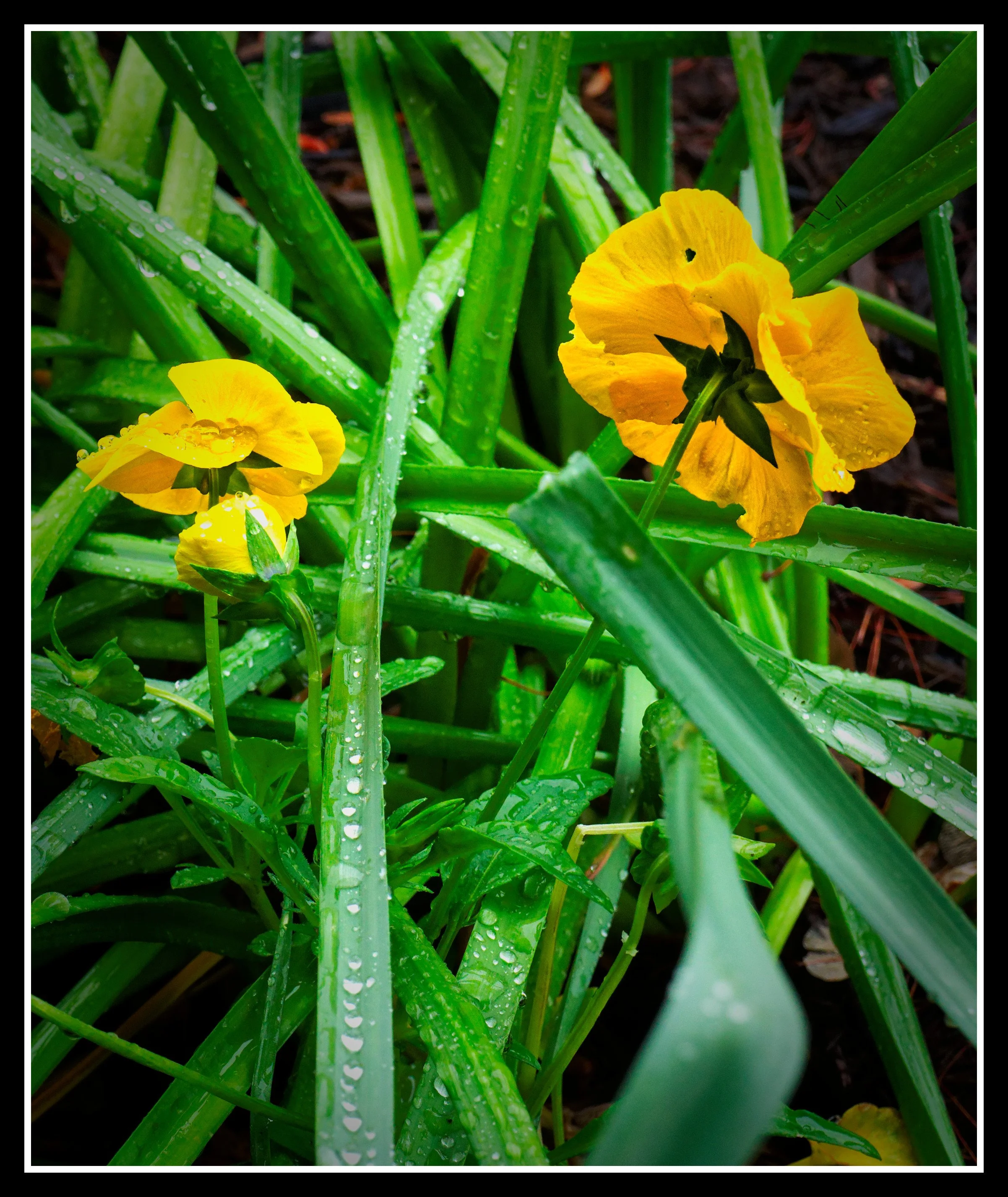 L1010796_DxO.jpg