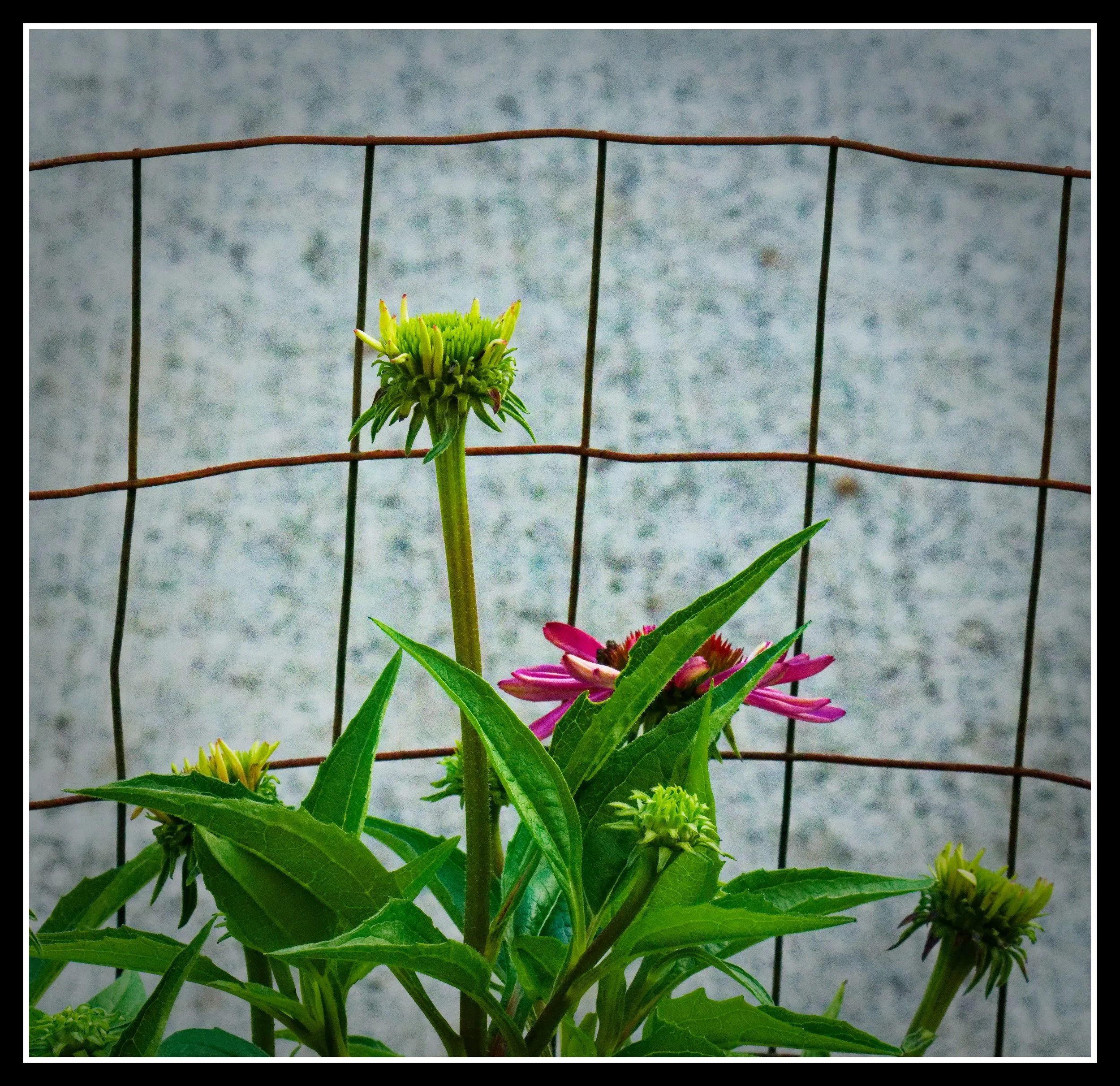 DSC02655_DxO.jpg