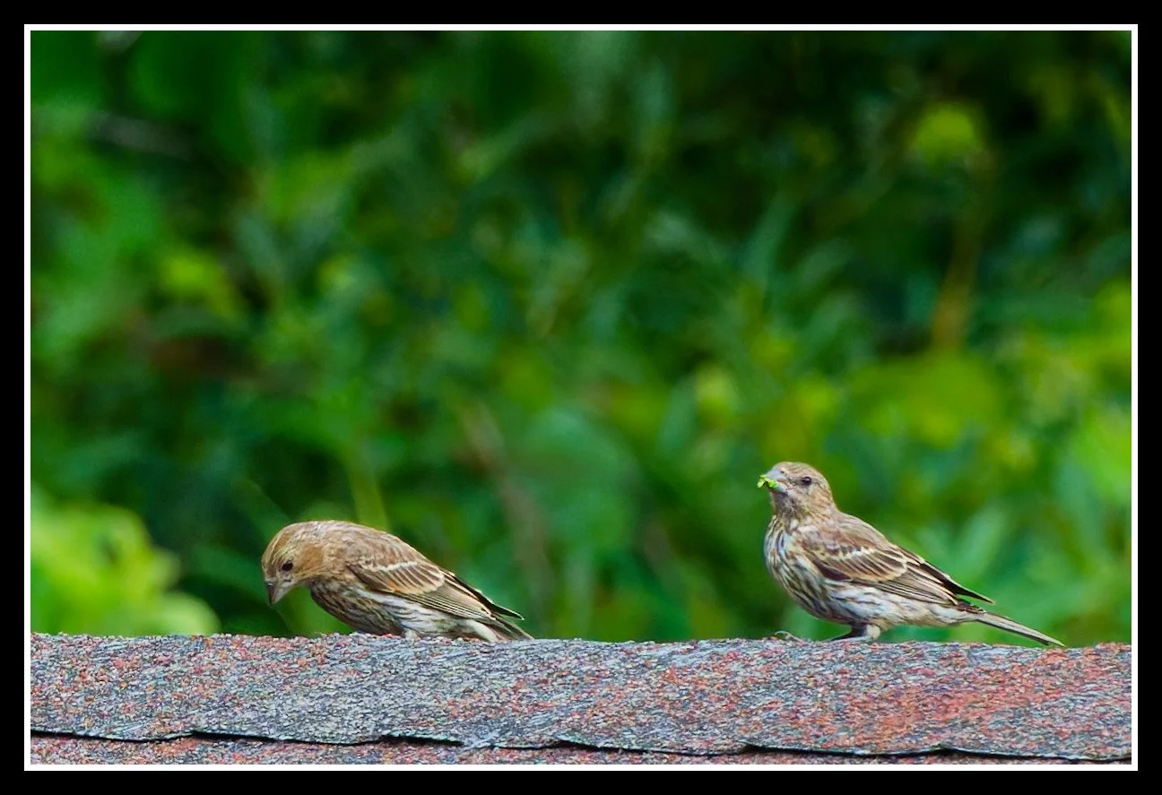 DSC02765_DxO.jpg