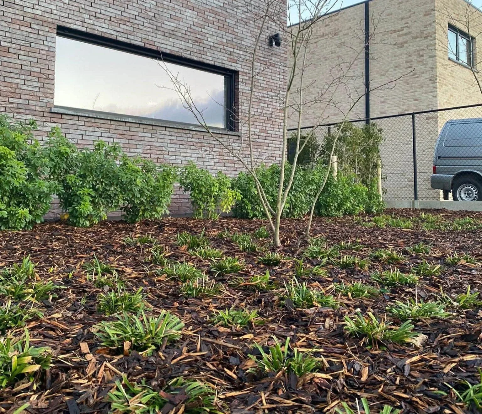 Tuin met jonge planten en een boom, omgeven door mulch, naast een moderne gebouw met grote ramen.