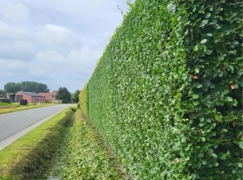 Groene heg langs een weg met gras eronder en huizen op de achtergrond, onder een bewolkte hemel.
project: haag snoeien door tuinaanlegger
locatie: Tessenderlo, Diest, Engsbergen