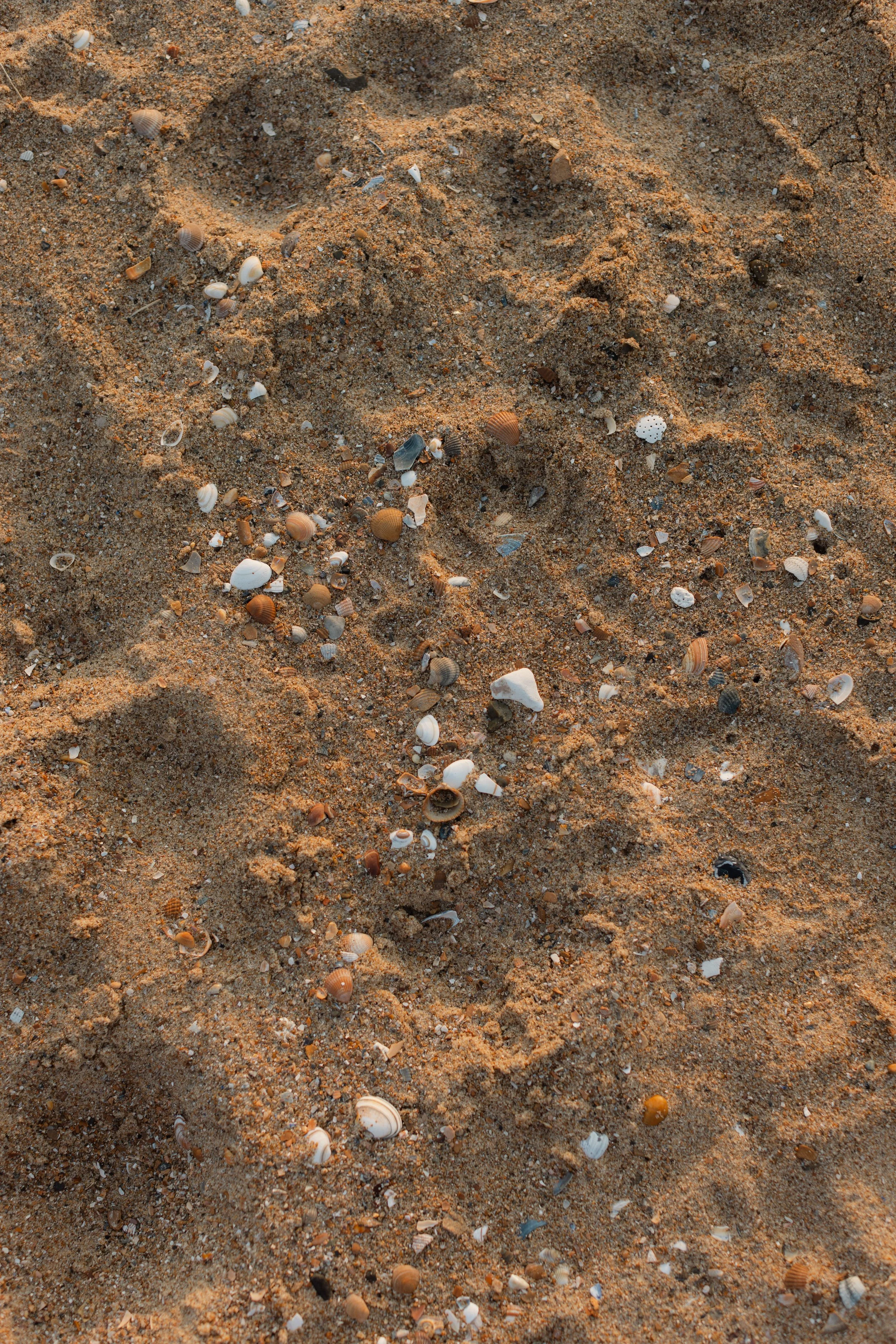 Close-up of sandy beach with scattered small shells of various shapes, sizes, and colors.