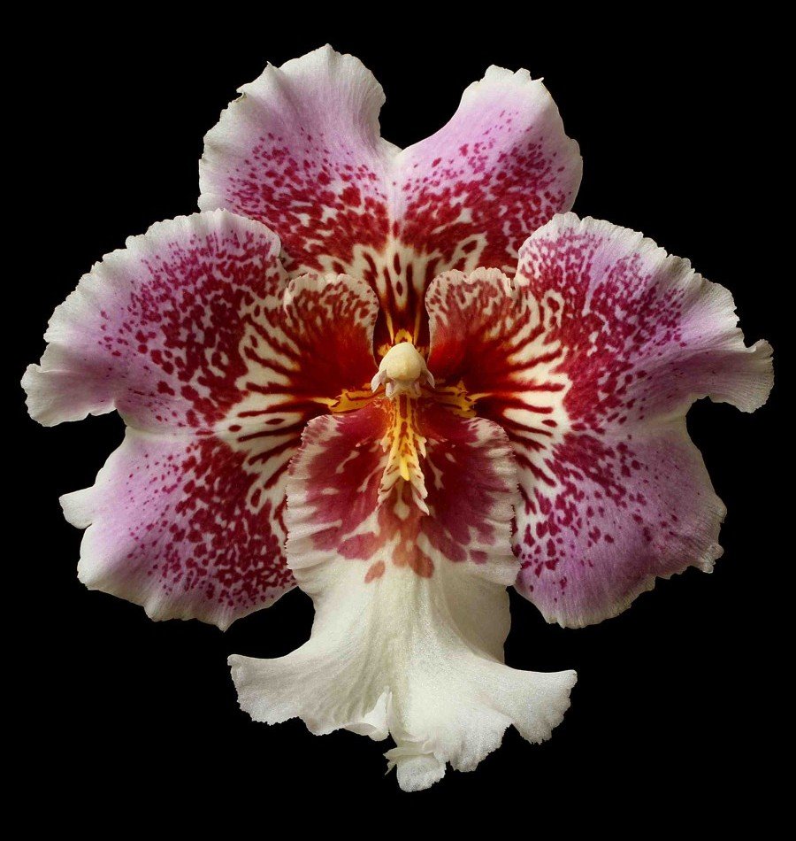 Vonflora Superflower 20.jpg