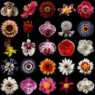A collection of various colorful flowers arranged in a grid on a black background.