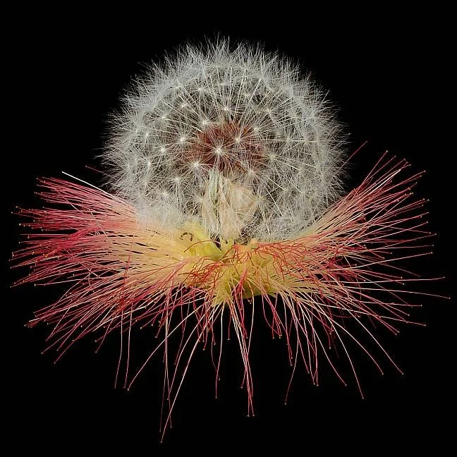 Close-up of a dandelion seed head with some seeds dispersing