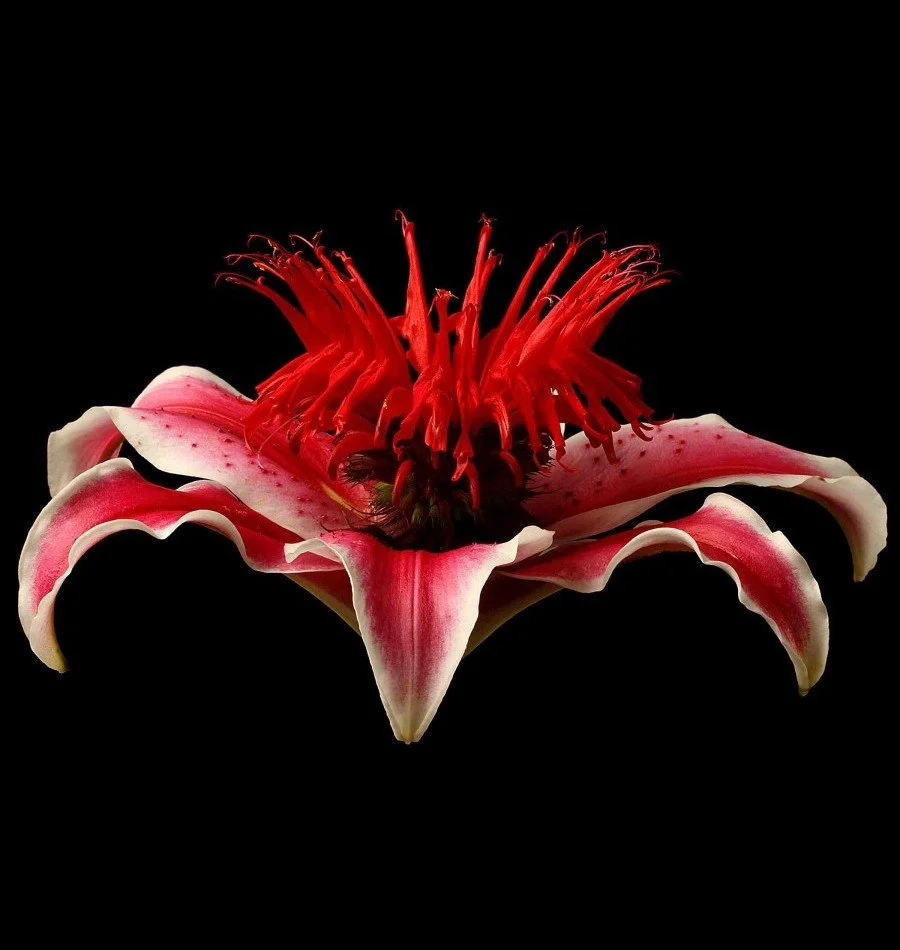 Vonflora Superflower 12.jpg