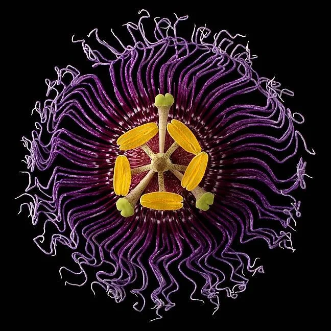 Close-up of a passionflower with purple tendrils and yellow stamens, black background
