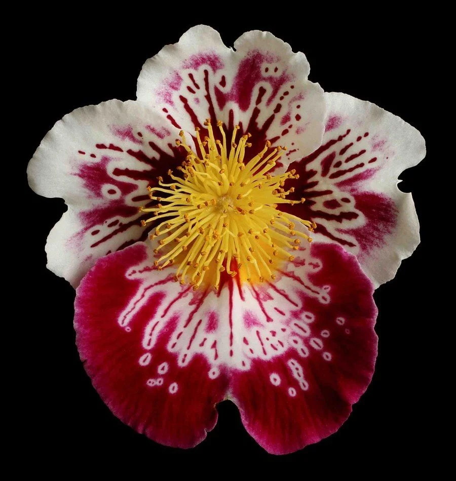 Vonflora Superflower 53.jpg