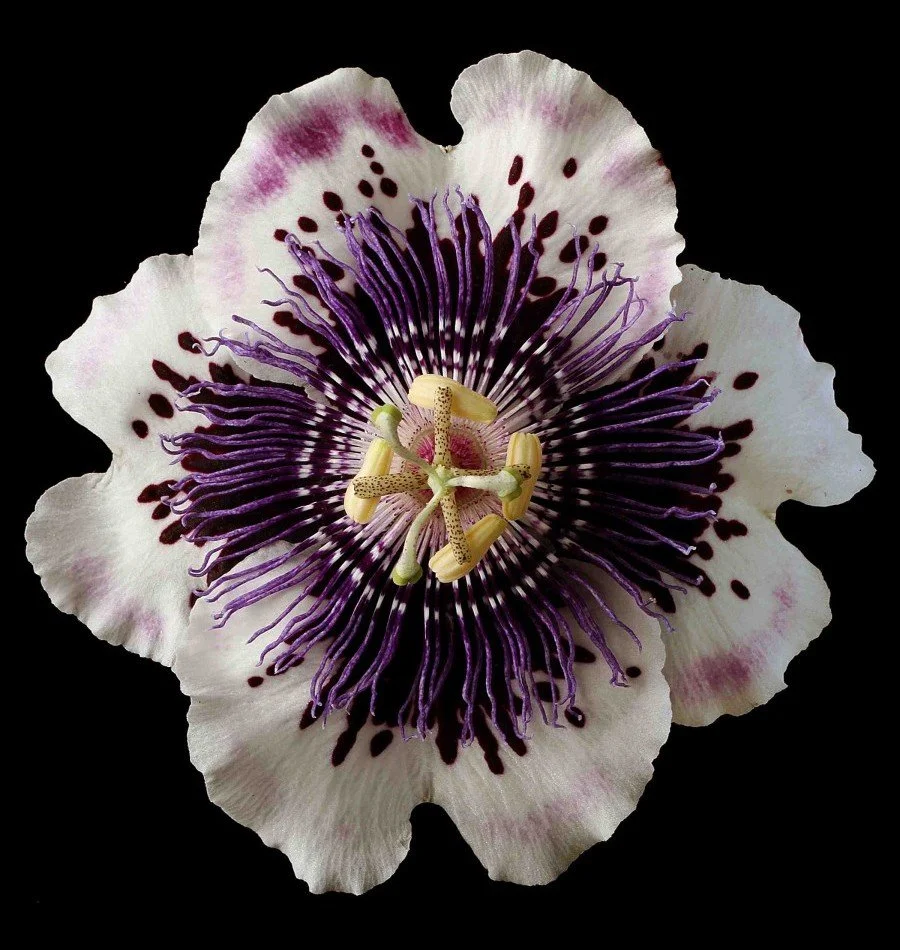 Vonflora Superflower 49.jpg