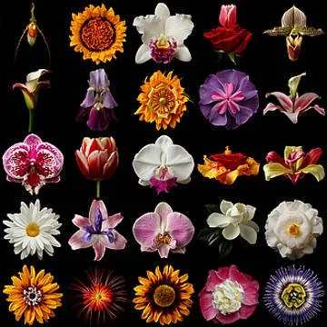 A collage of various colorful flowers on a black background.