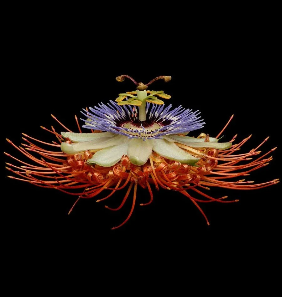 Vonflora Superflower 24.jpg