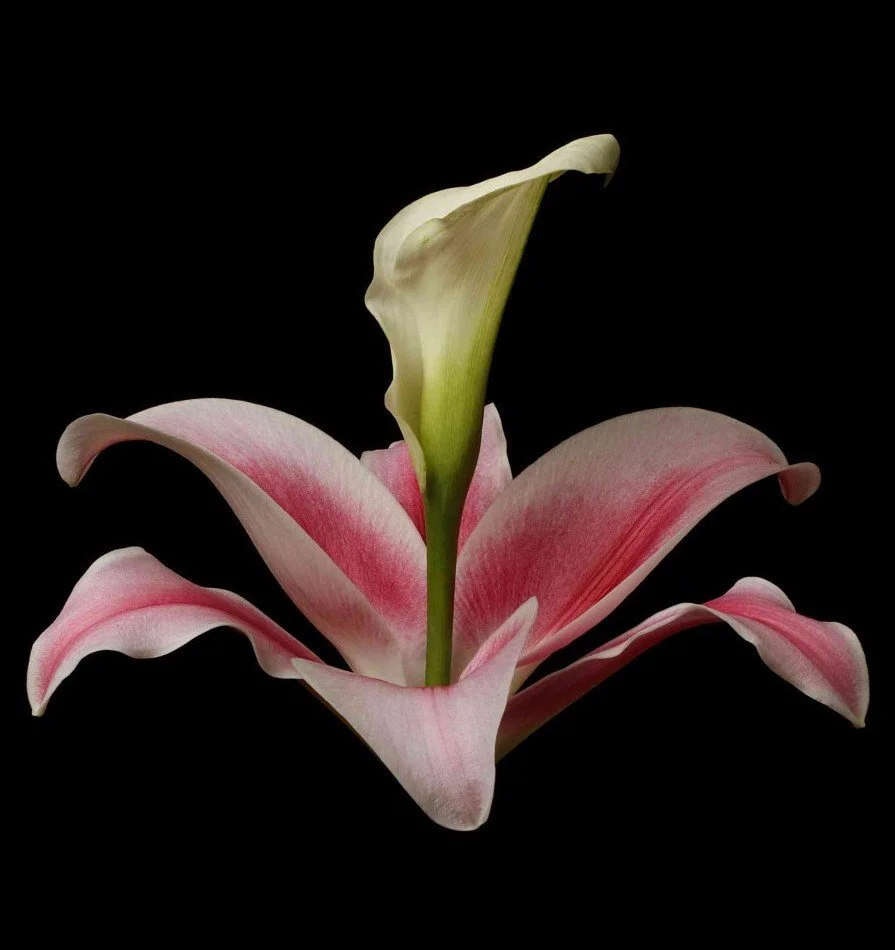 Vonflora Superflower 33.jpg