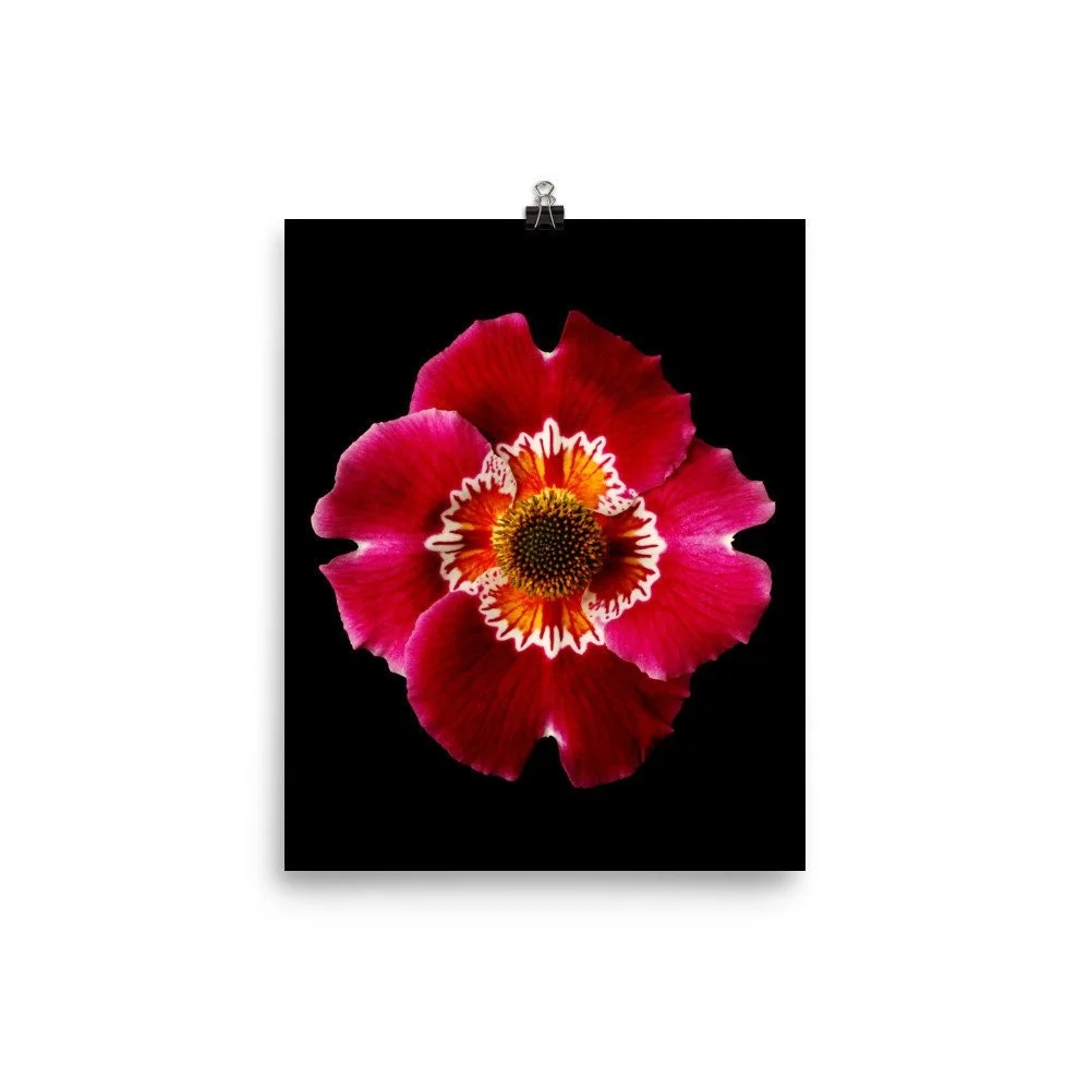 https://i.etsystatic.com/16519884/r/il/770551/2215511656/il_fullxfull.2215511656_24cr.jpg