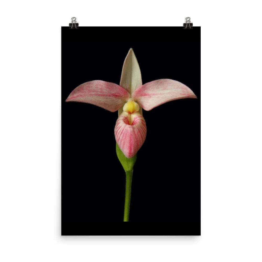 https://i.etsystatic.com/16519884/r/il/9c8e4d/2470760987/il_fullxfull.2470760987_d4ao.jpg