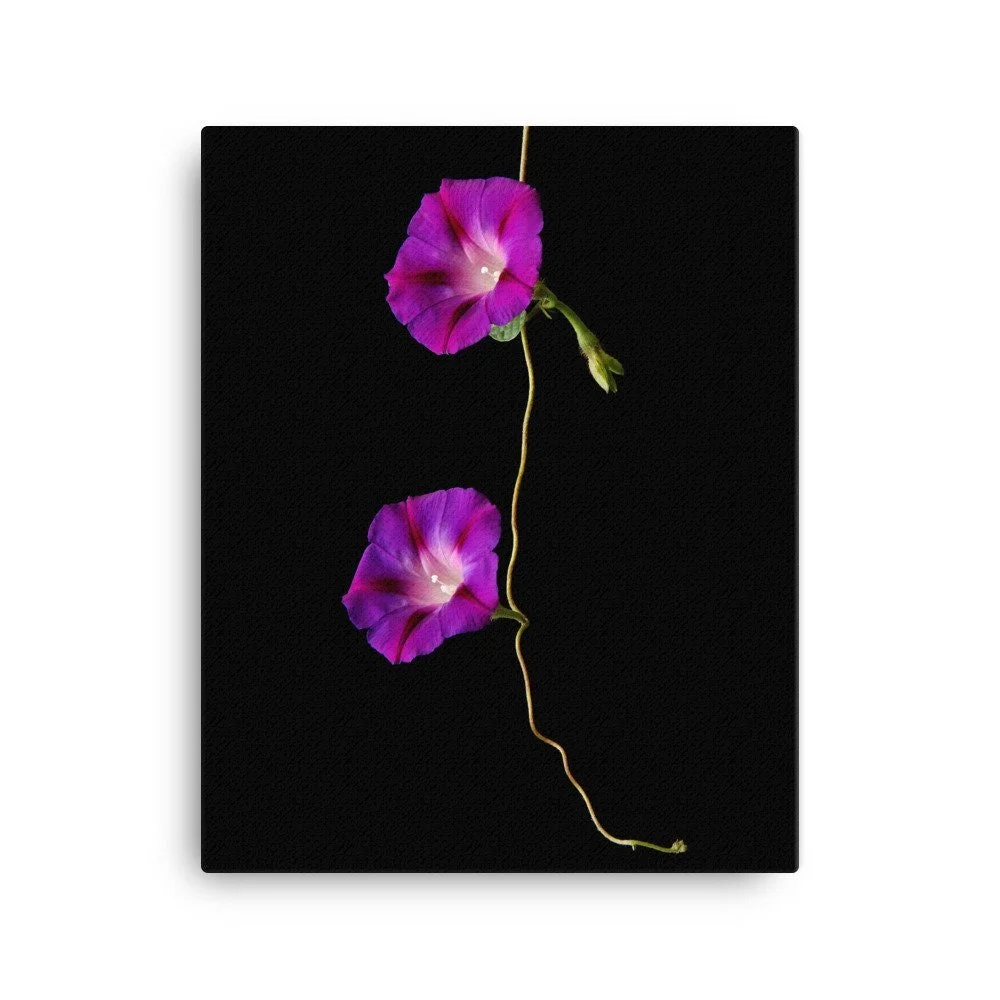 https://i.etsystatic.com/16519884/r/il/e4e50e/2186605093/il_fullxfull.2186605093_b38g.jpg