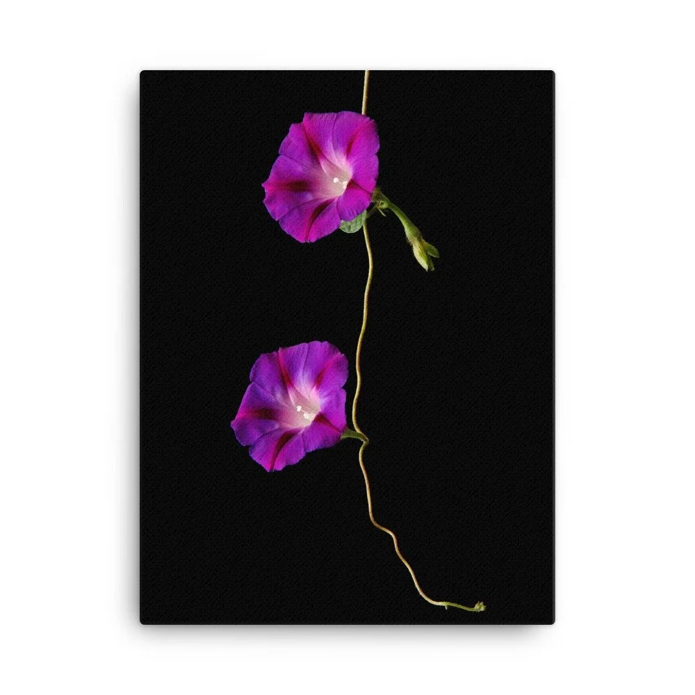 https://i.etsystatic.com/16519884/r/il/8ab545/2139054876/il_fullxfull.2139054876_e3pk.jpg