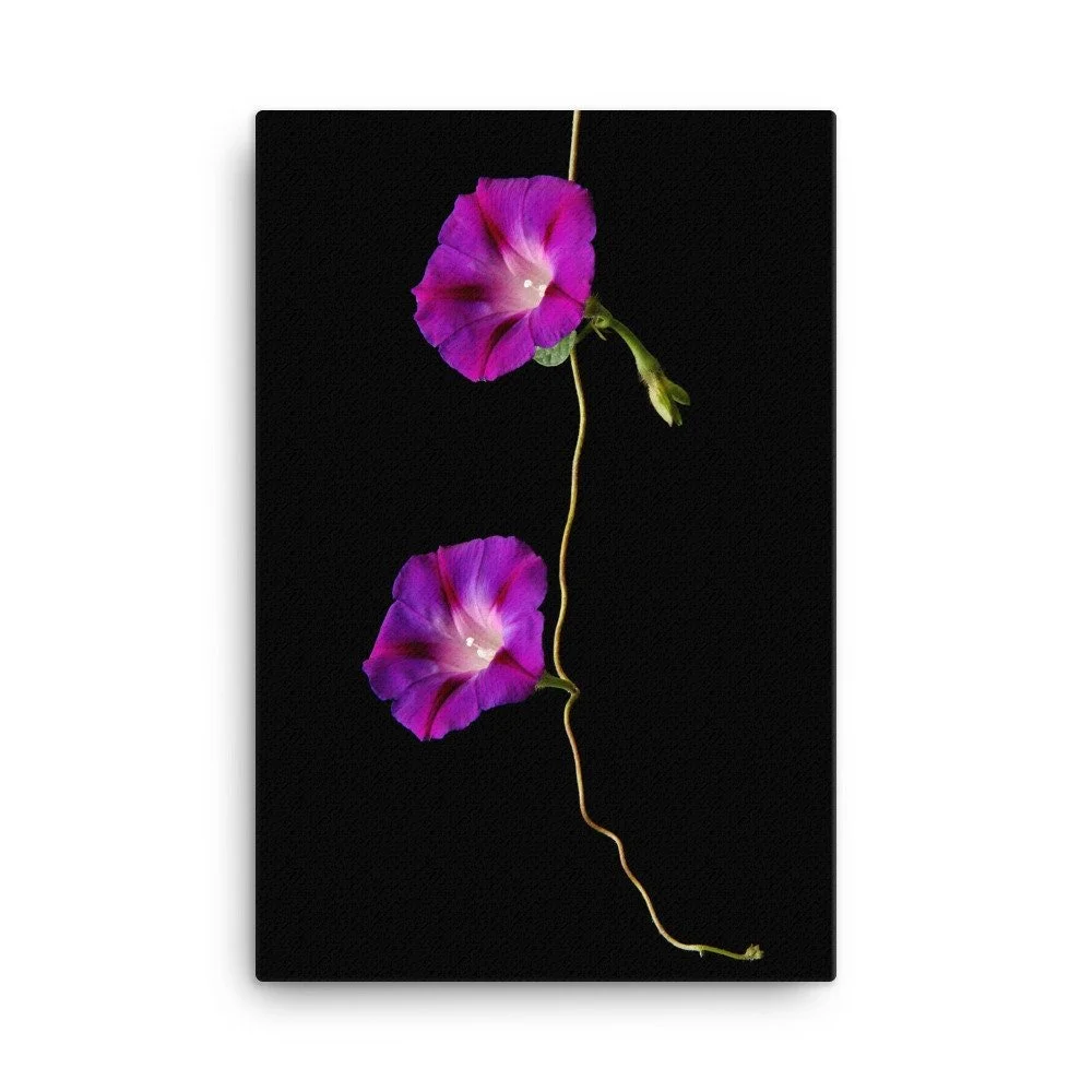 https://i.etsystatic.com/16519884/r/il/fcab1b/2139054826/il_fullxfull.2139054826_pw58.jpg