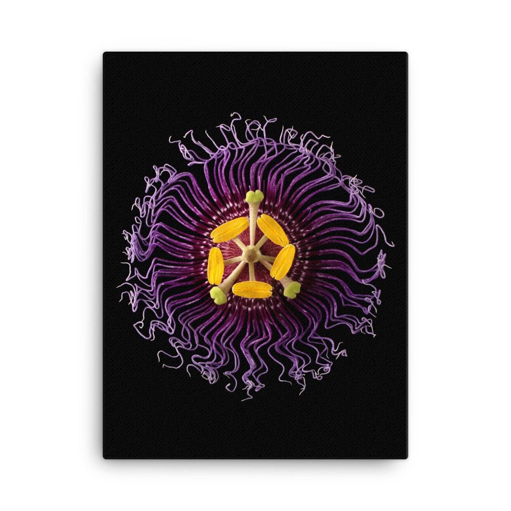 https://i.etsystatic.com/16519884/r/il/7bb6f8/2137476146/il_fullxfull.2137476146_3qcz.jpg