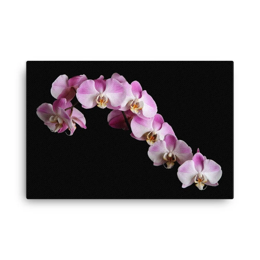 https://i.etsystatic.com/16519884/r/il/77cfc6/2186700903/il_fullxfull.2186700903_651o.jpg